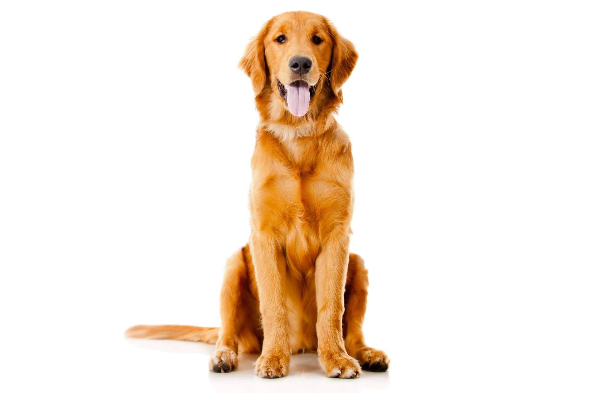 ¿Cuál es la época del año en la que se recogen más animales?