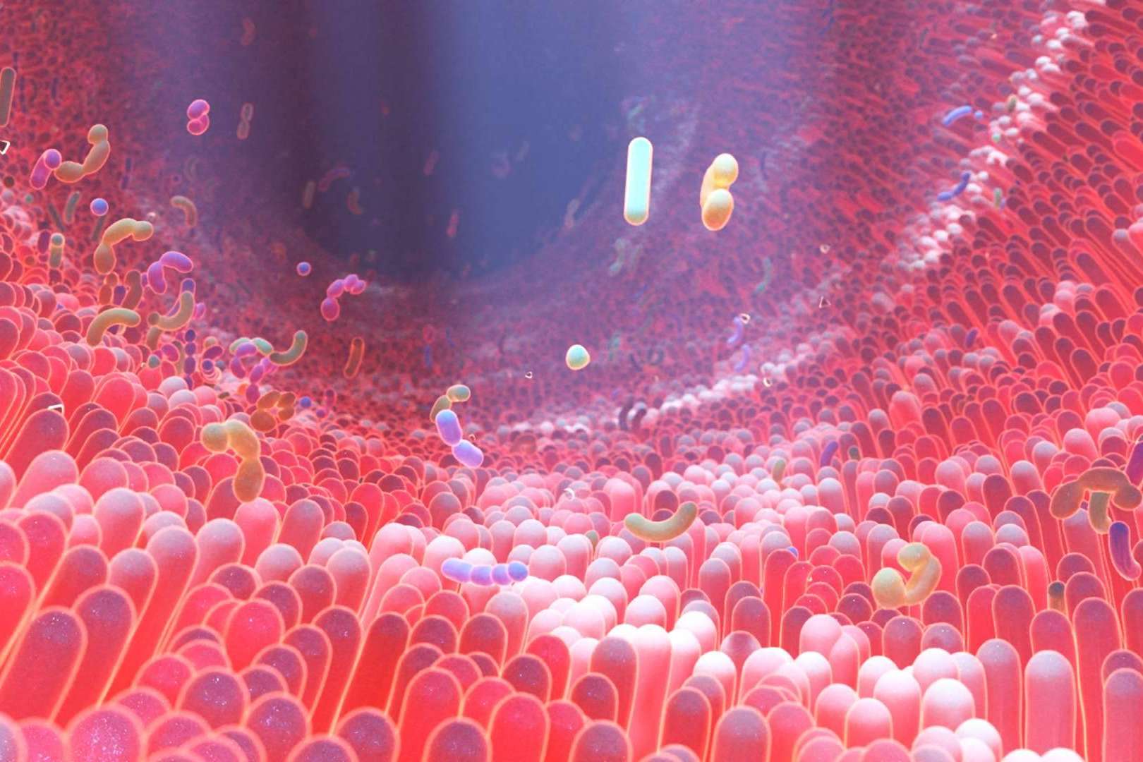 Los probióticos naturales de Bibefy ayudan a mantener una microbiota intestinal saludable