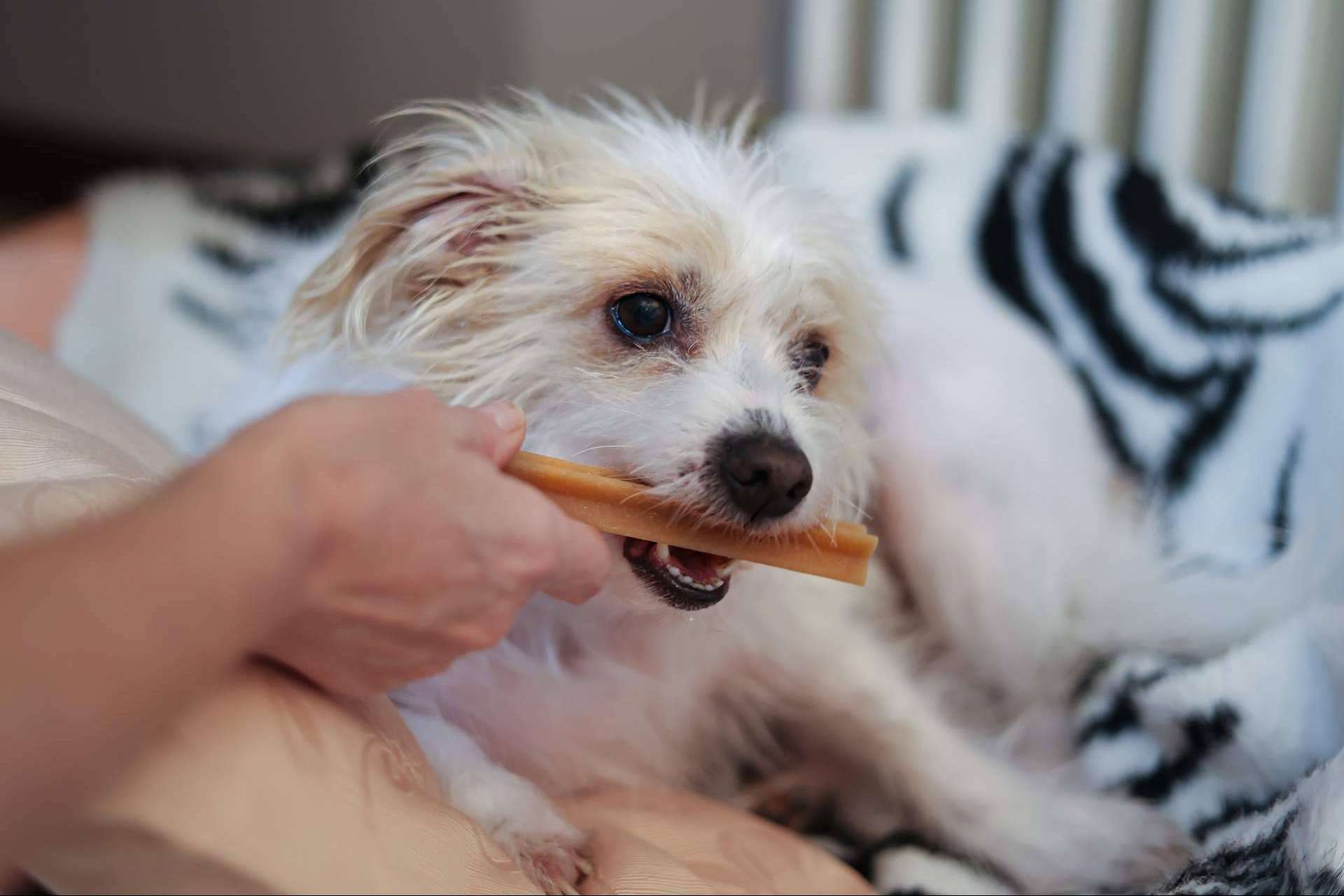 LovePets destaca los beneficios de los masticables para la salud dental de los perros
