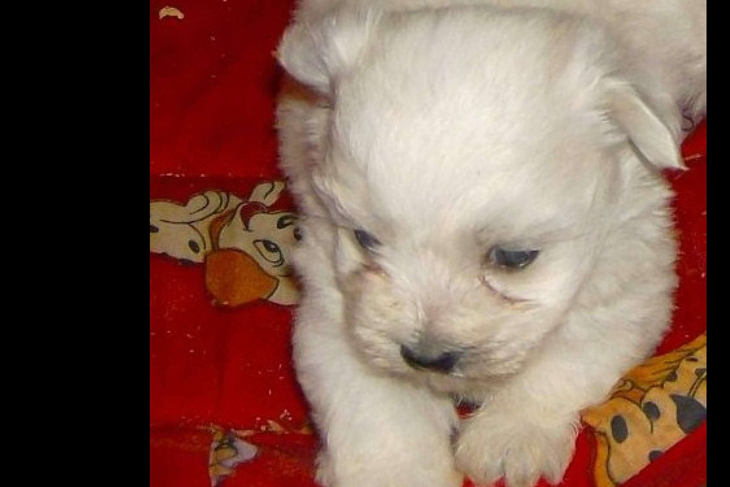 Compra legal y autorizada de caninos, con El Mundo del Cachorro, un criadero de cachorros