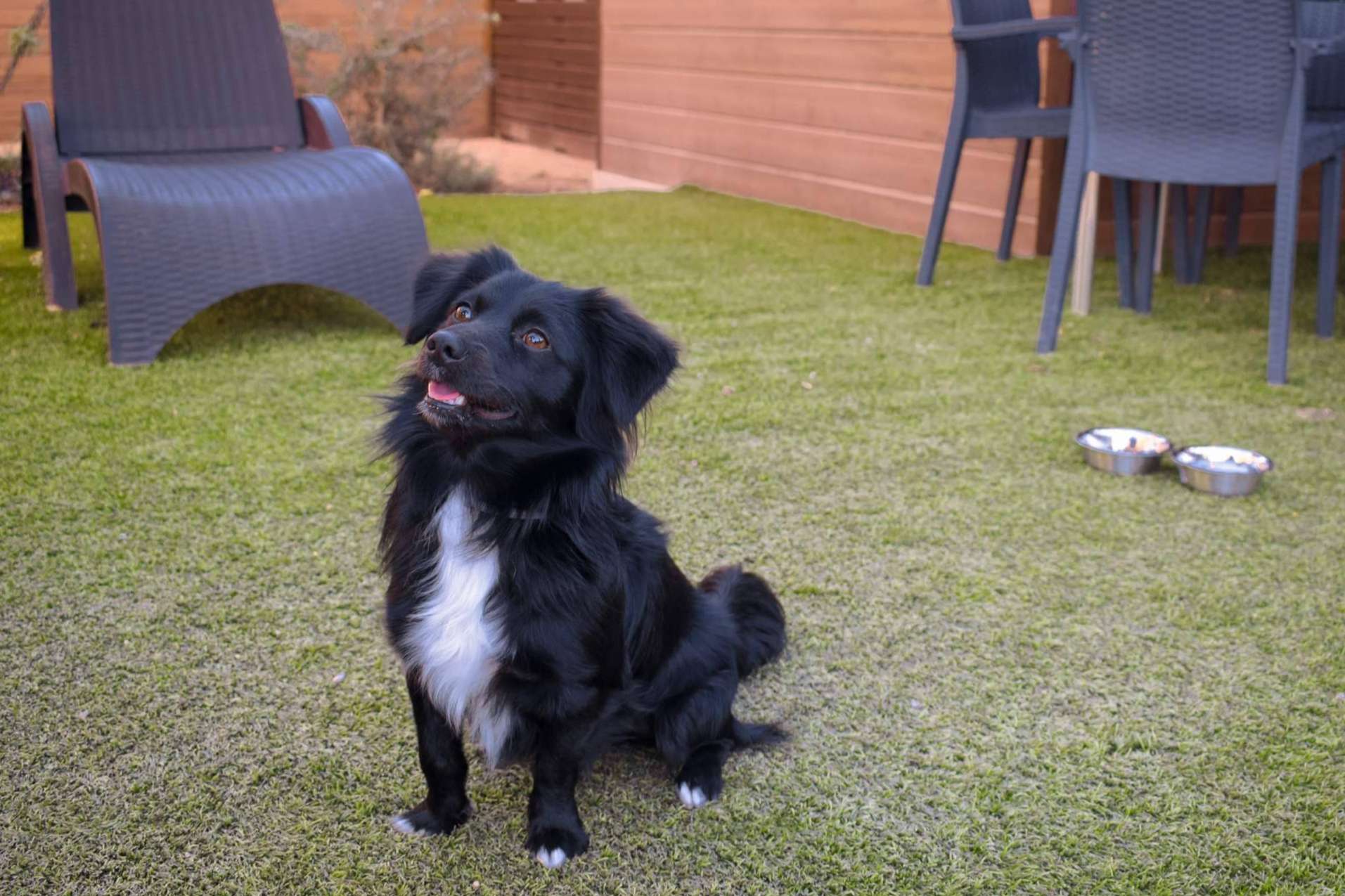 Vacaciones pet friendly en Alannia Resorts