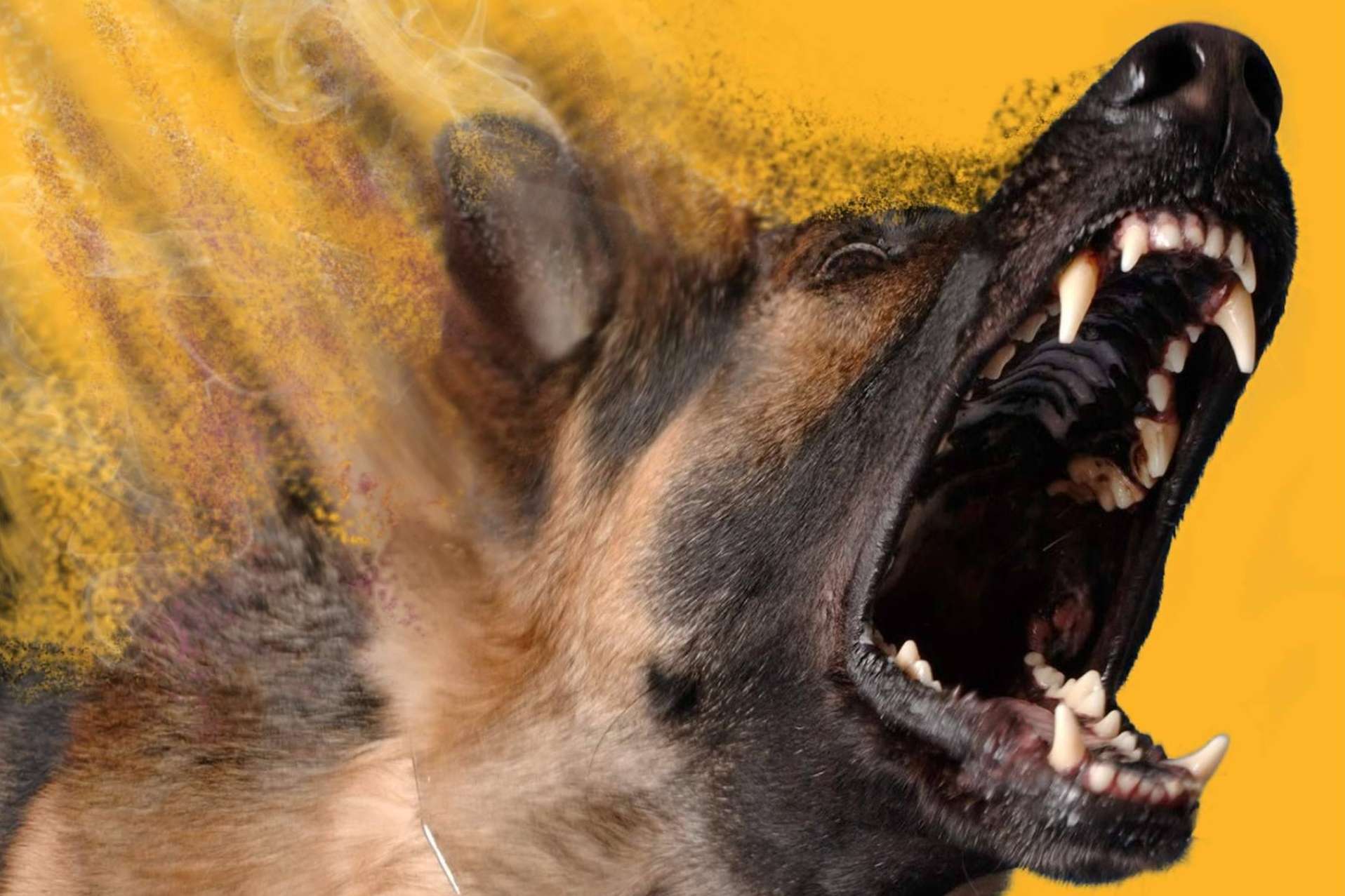 La reactividad canina, qué es y por qué ocurre