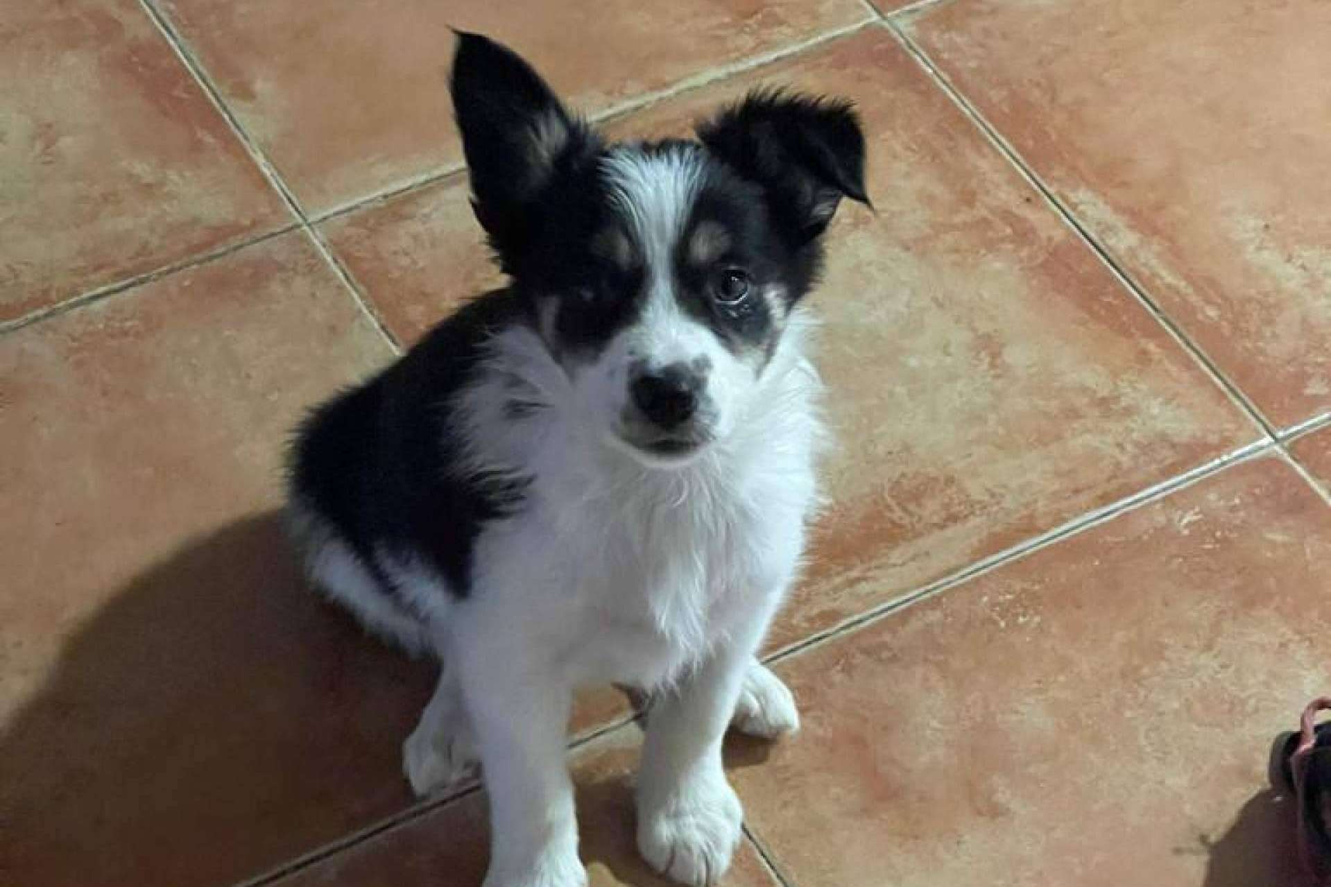 Educar a un perro desde cachorro es vital, de la mano de Asociación Española de Perros de Apoyo