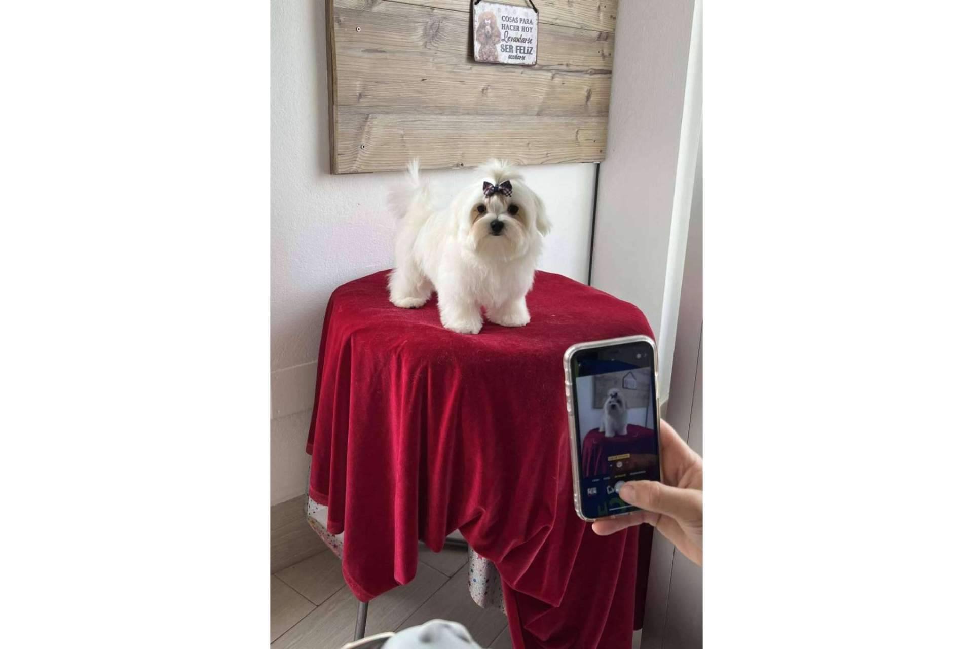 Perros caniches toy criados en Los Luceros de Vandalia
