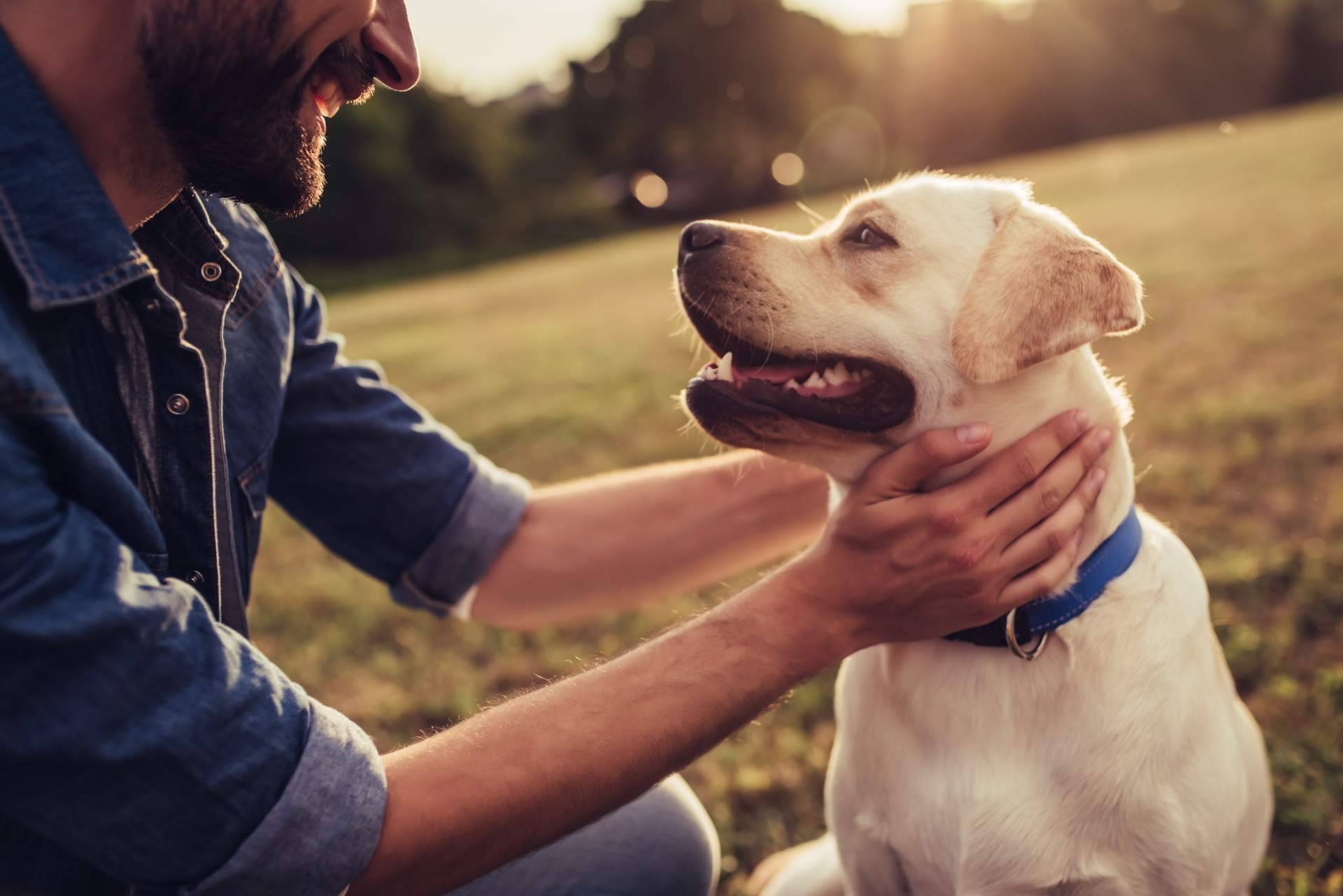 Tormo Franquicias Consulting sobre cómo obtener éxito con la franquicia fundada por Jesús Becerra, El Perro Feliz