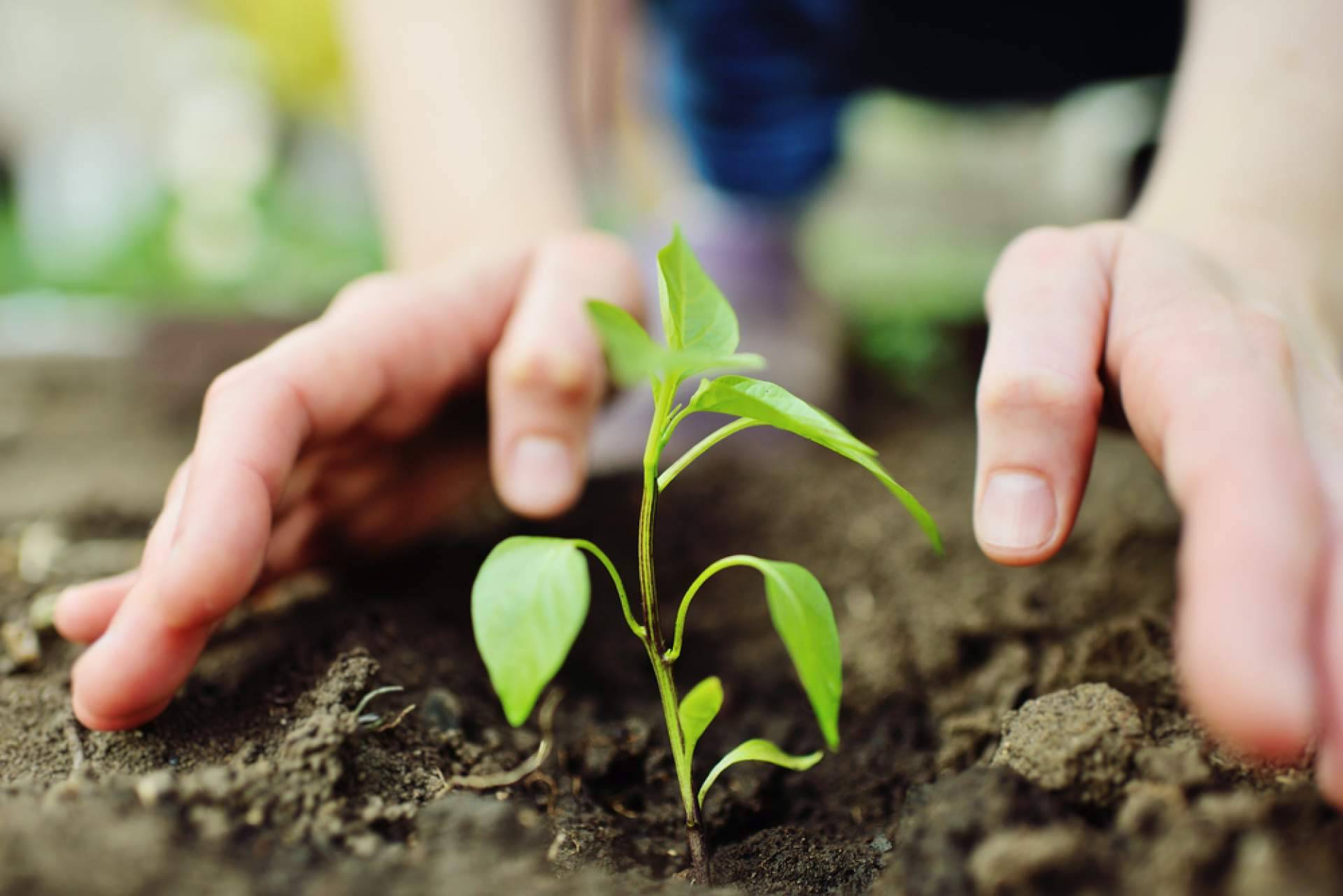 Fitovademécum es una plataforma que permite mantenerse al día con las fichas oficiales del Ministerio de Agricultura