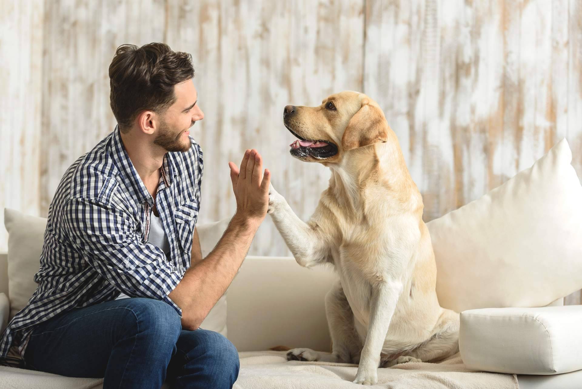 ¿Qué dice la nueva Ley de Bienestar Animal acerca de las mascotas?