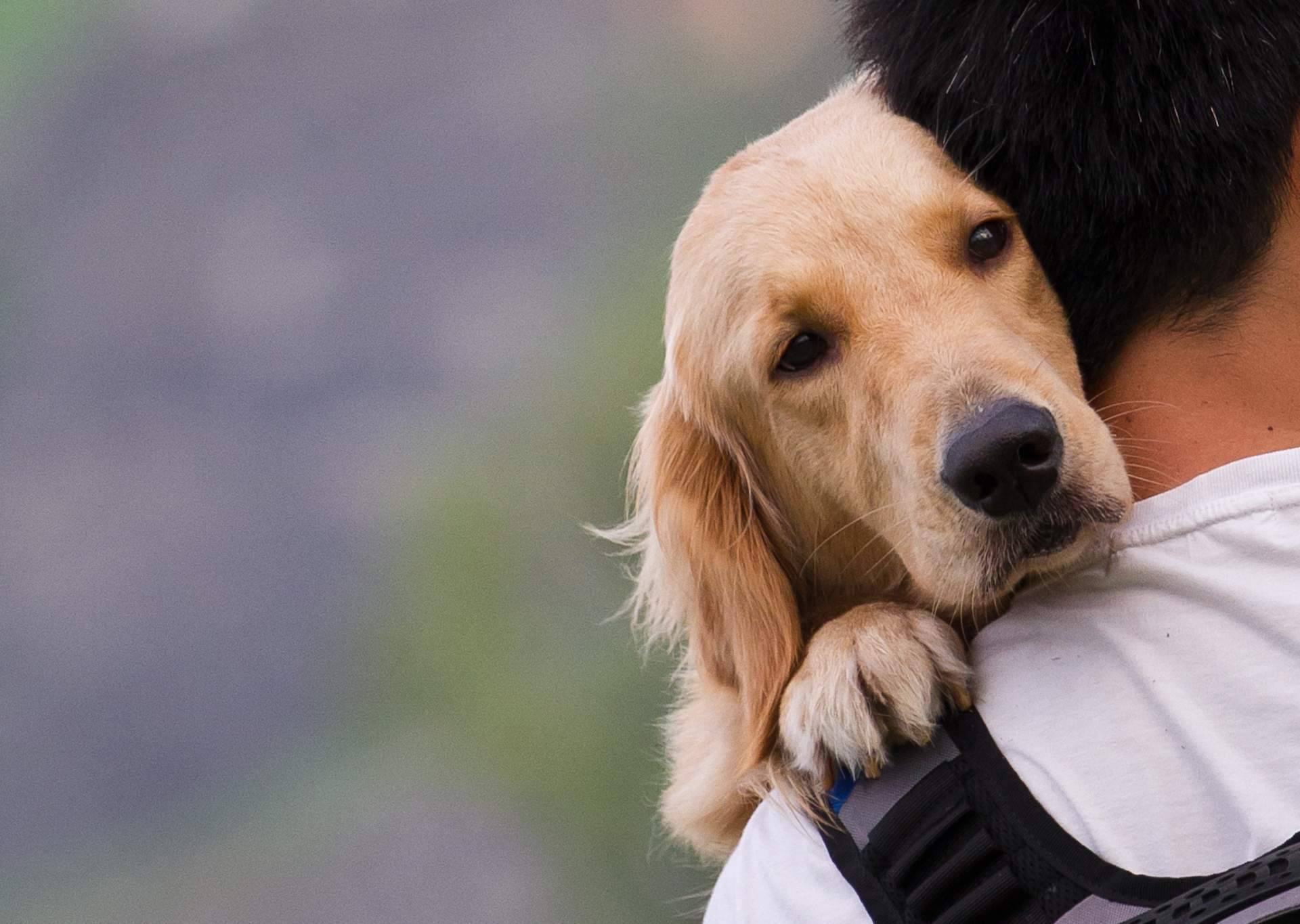 El papel de los abogados animalistas en la elaboración de las leyes
