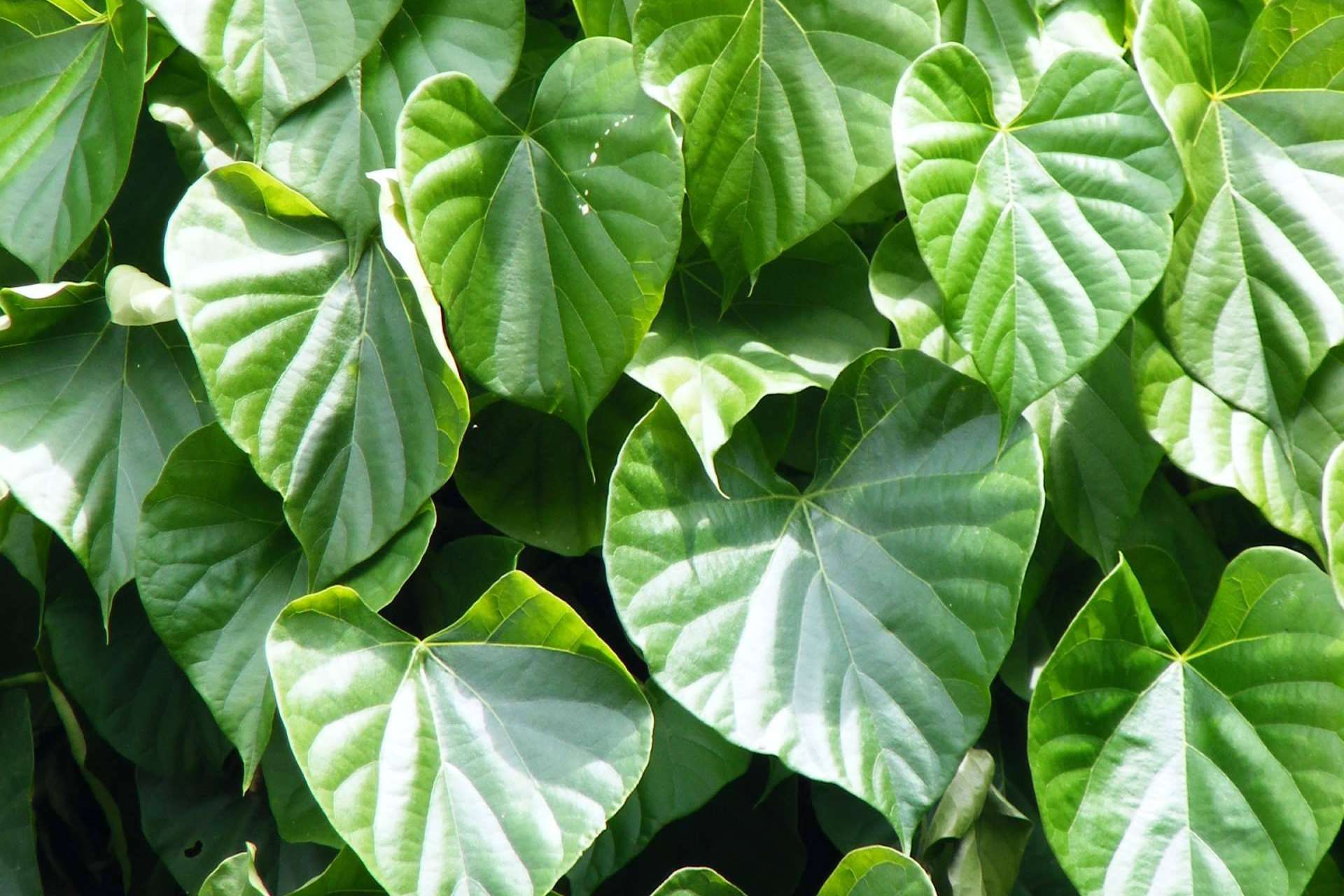 Tinospora cordifolia, una planta para frenar síntomas de alergia