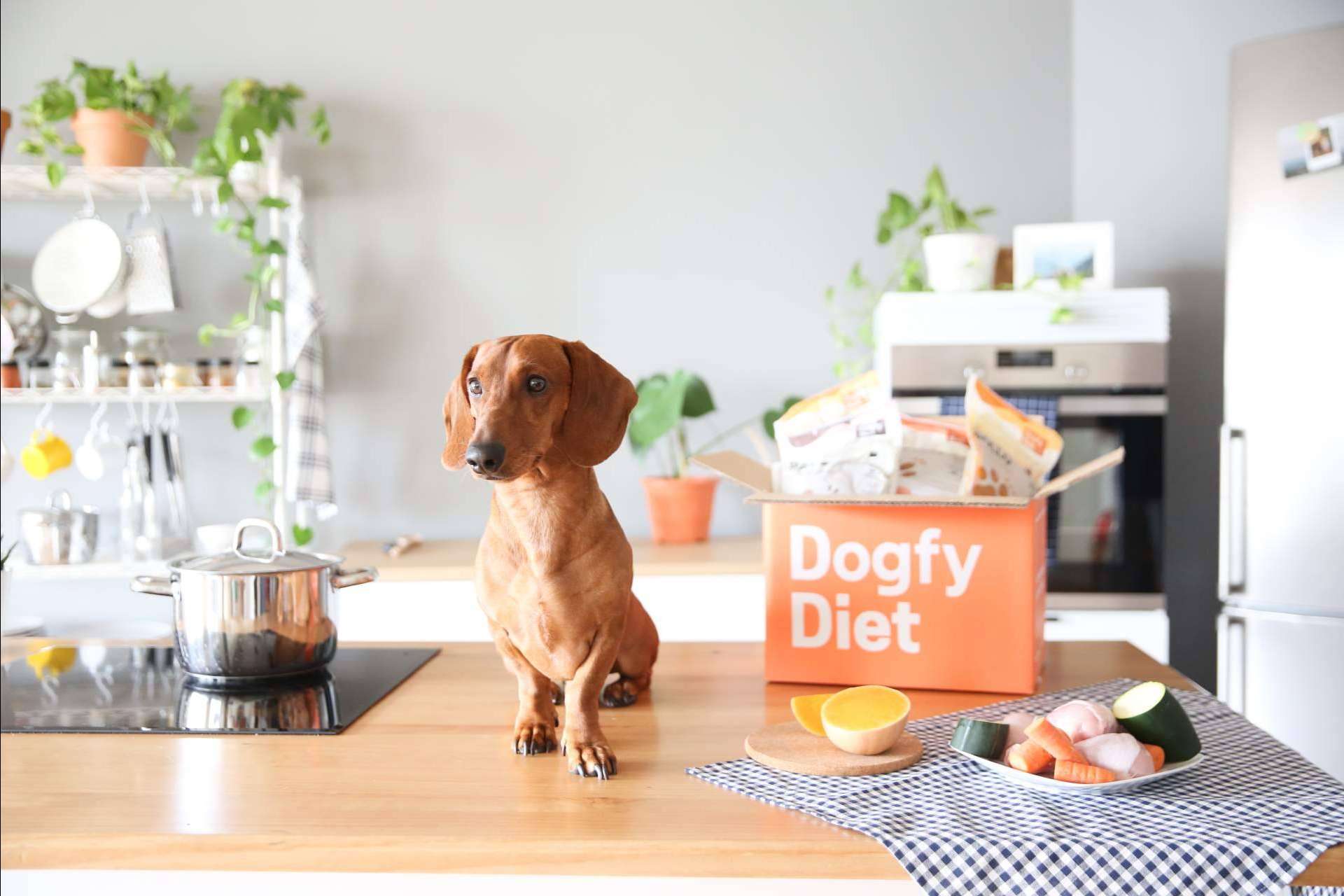 Beneficios de la comida natural para perros Dogfy Diet