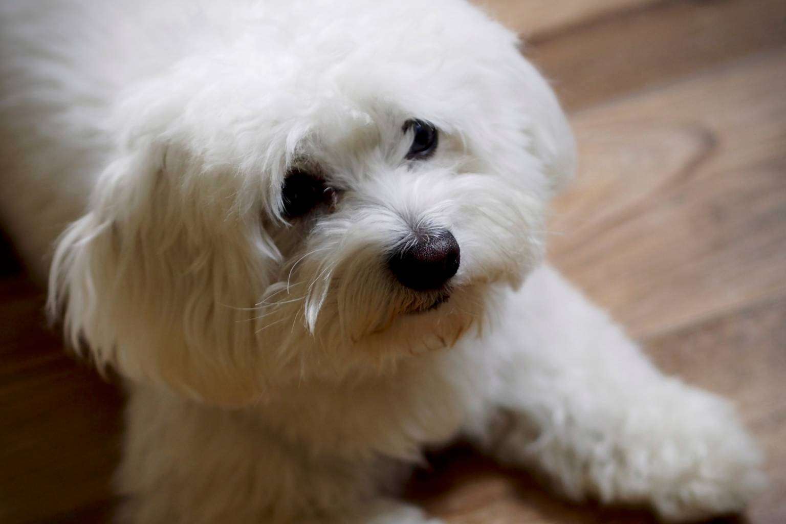 El proyecto especializado en encontrar criadores caninos fiables de perros de raza pequeña, Maltés Lovers