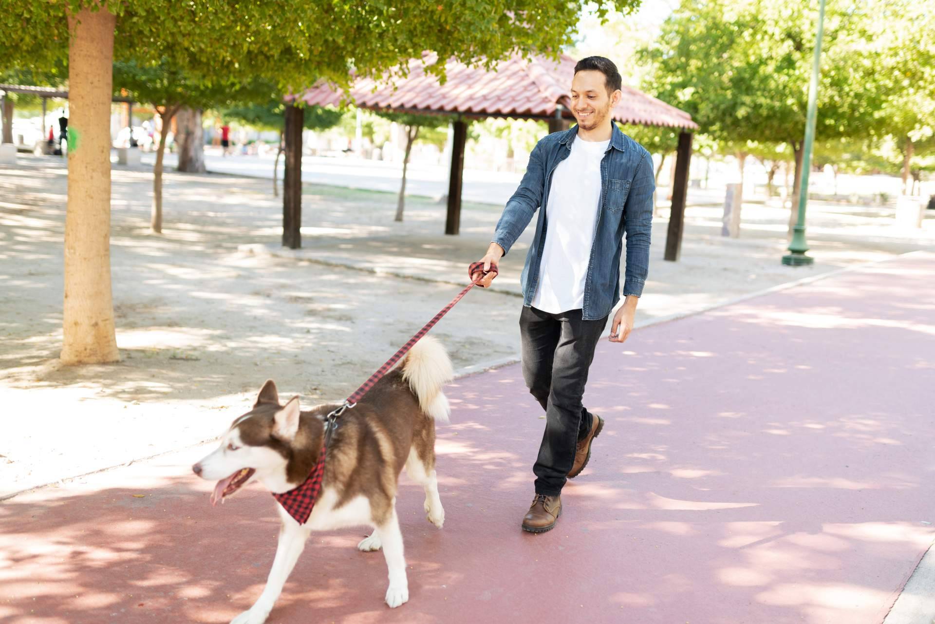 ¿Por qué escoger la adopción de perros mayores?