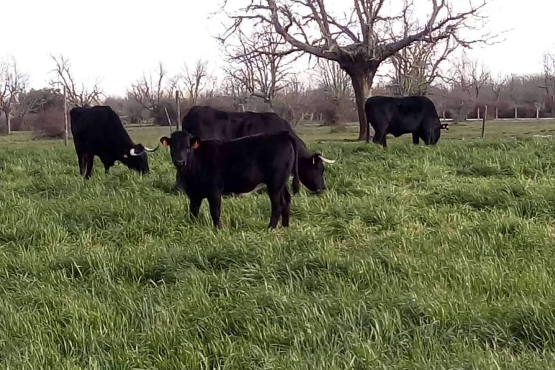 La empresa Ternera del Bajo Tormes produce y comercializa carne de ternera ecológica