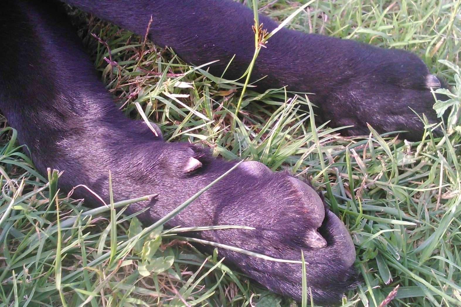 Consejos para superar el duelo tras la pérdida de una mascota