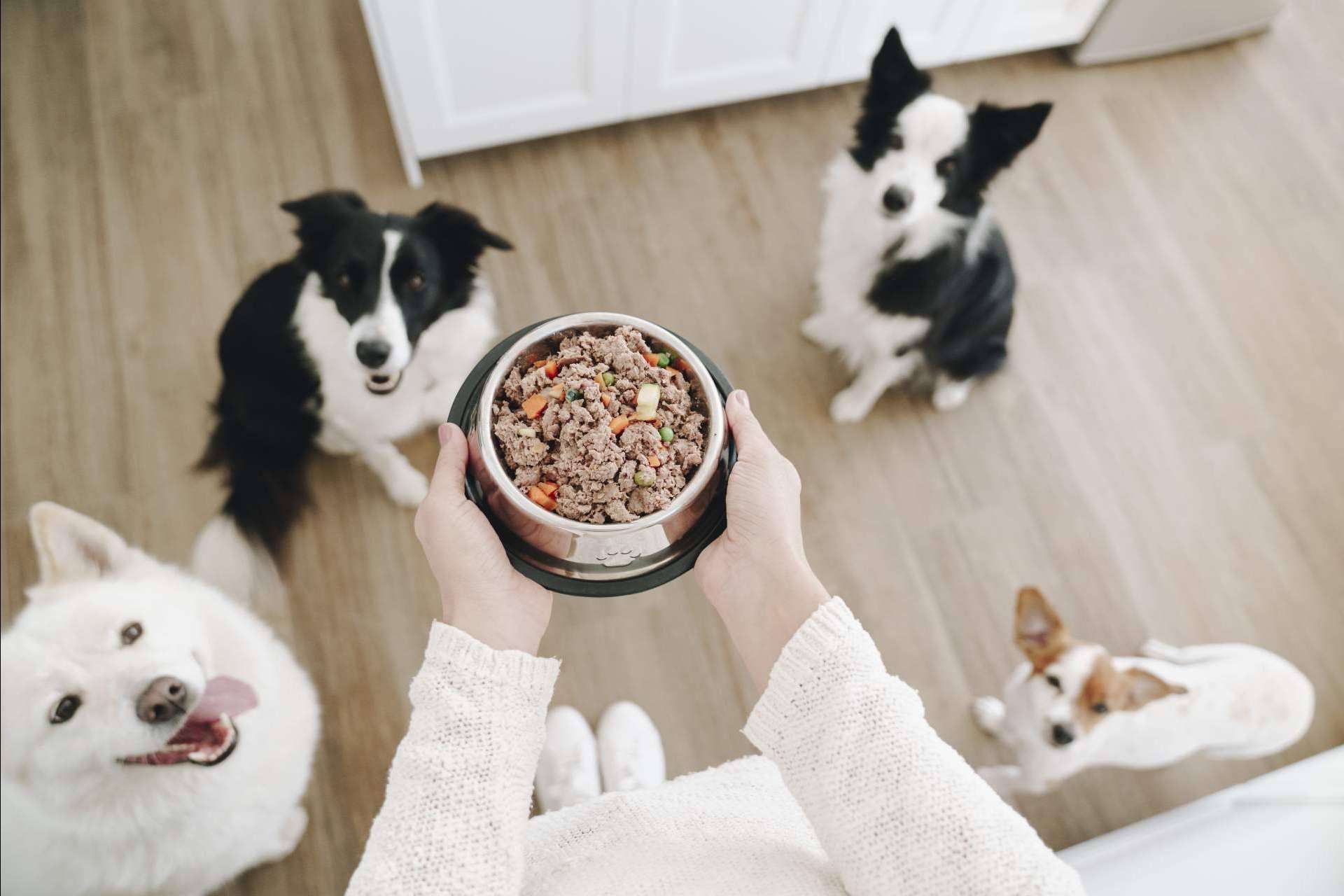 20 enfermedades más comunes en perros, por Dogfy Diet