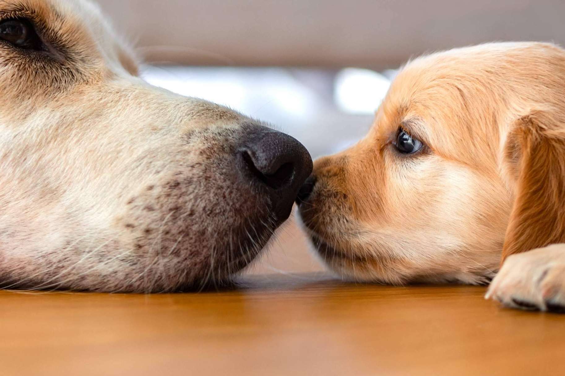 Todo lo que se debe saber del nuevo seguro de mascotas obligatorio en la Ley de Bienestar Animal
