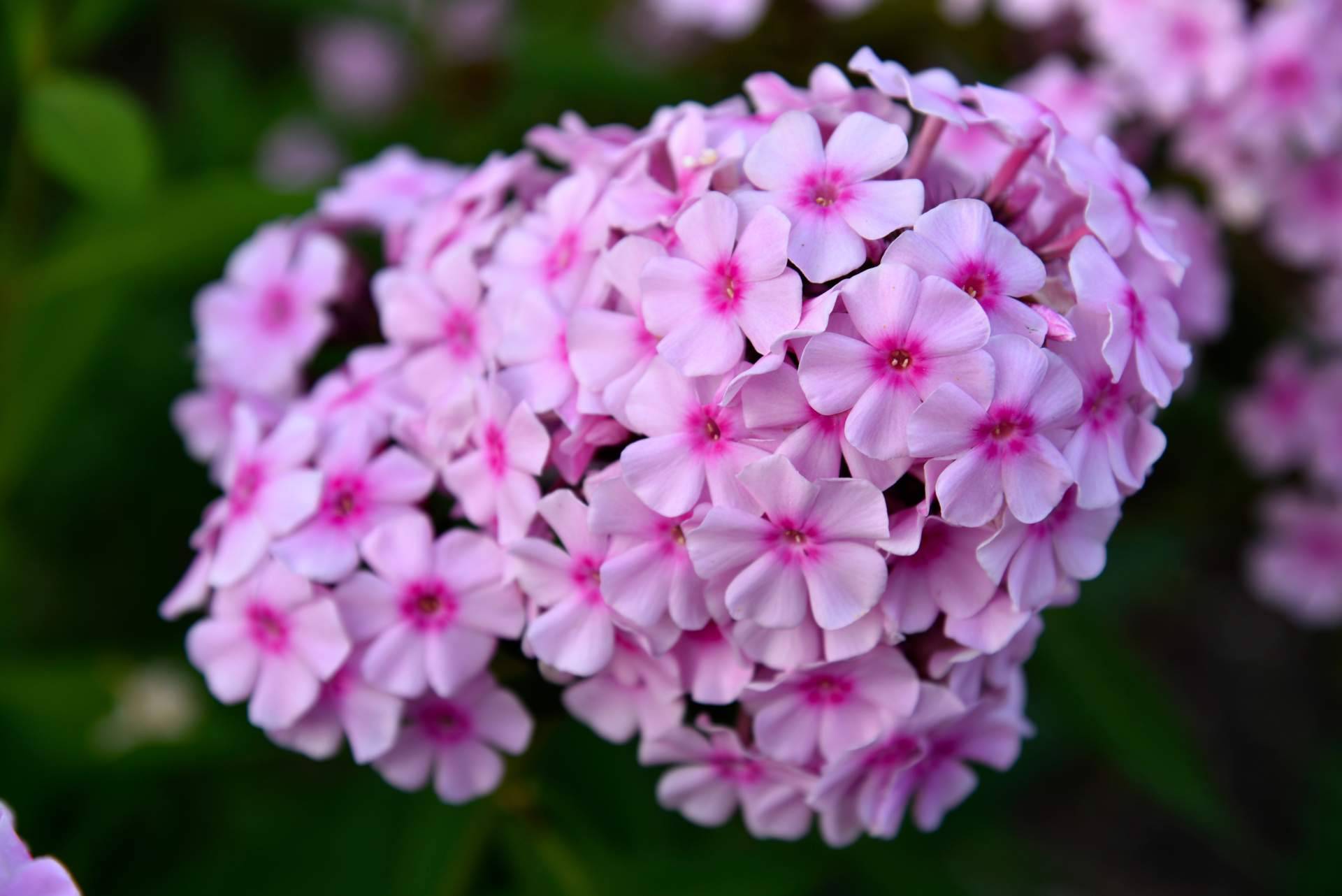 Comprar paniculata de colores en Madrid con Rosistirem