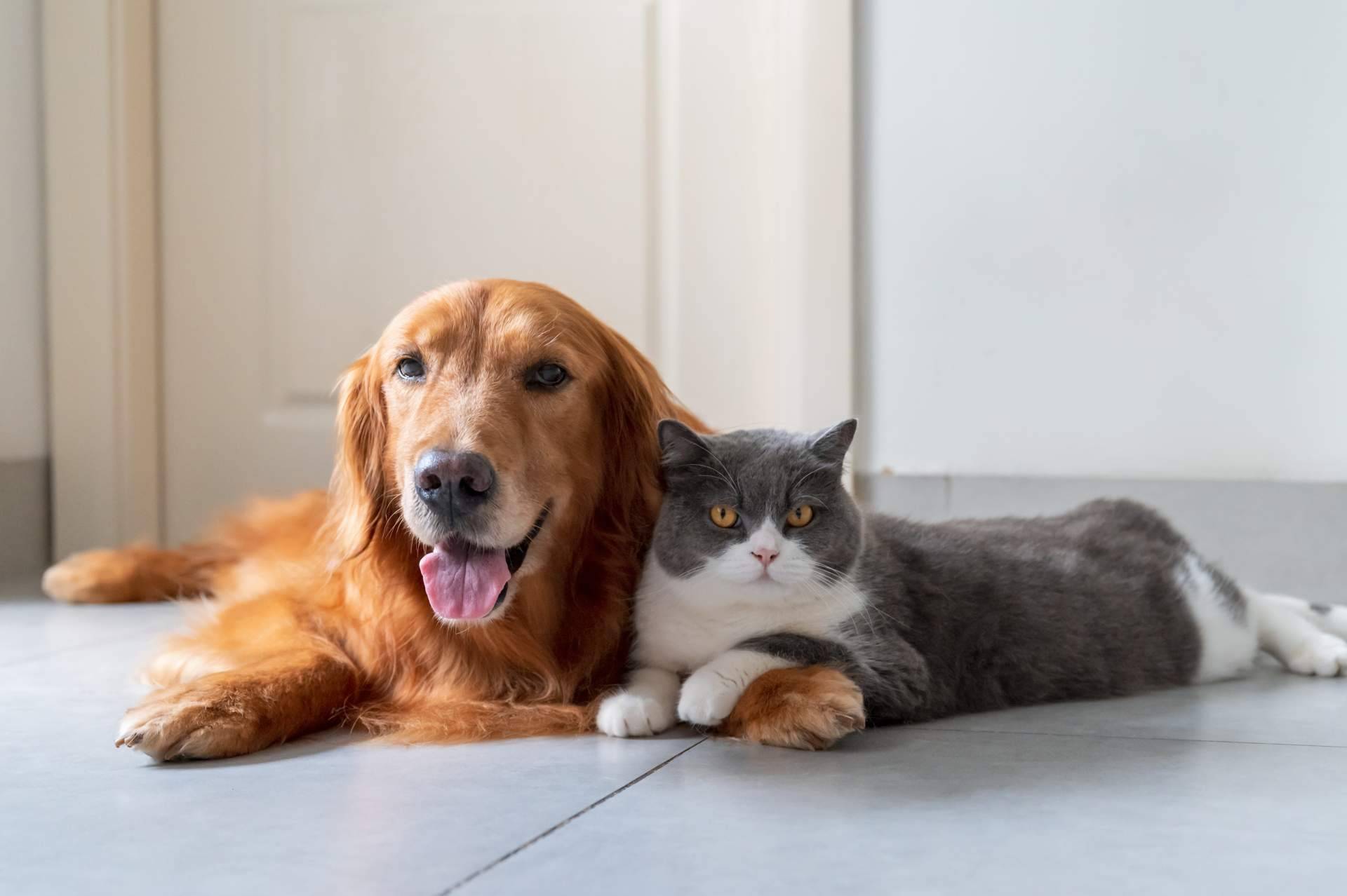 Programa de formación en primeros auxilios para mascotas