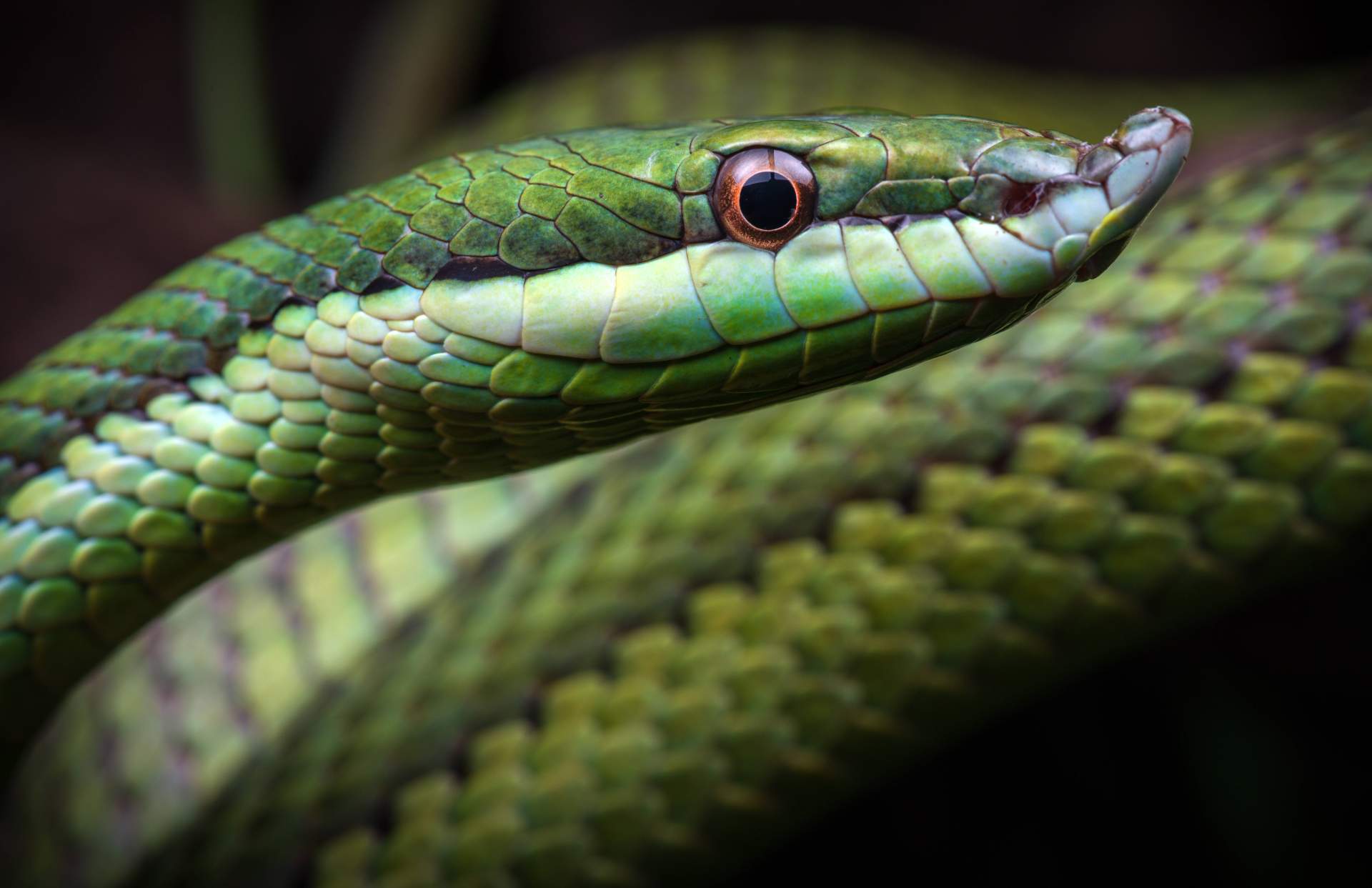 Encontrar serpientes como mascota en el centro de cría autorizado, SnakeRoom