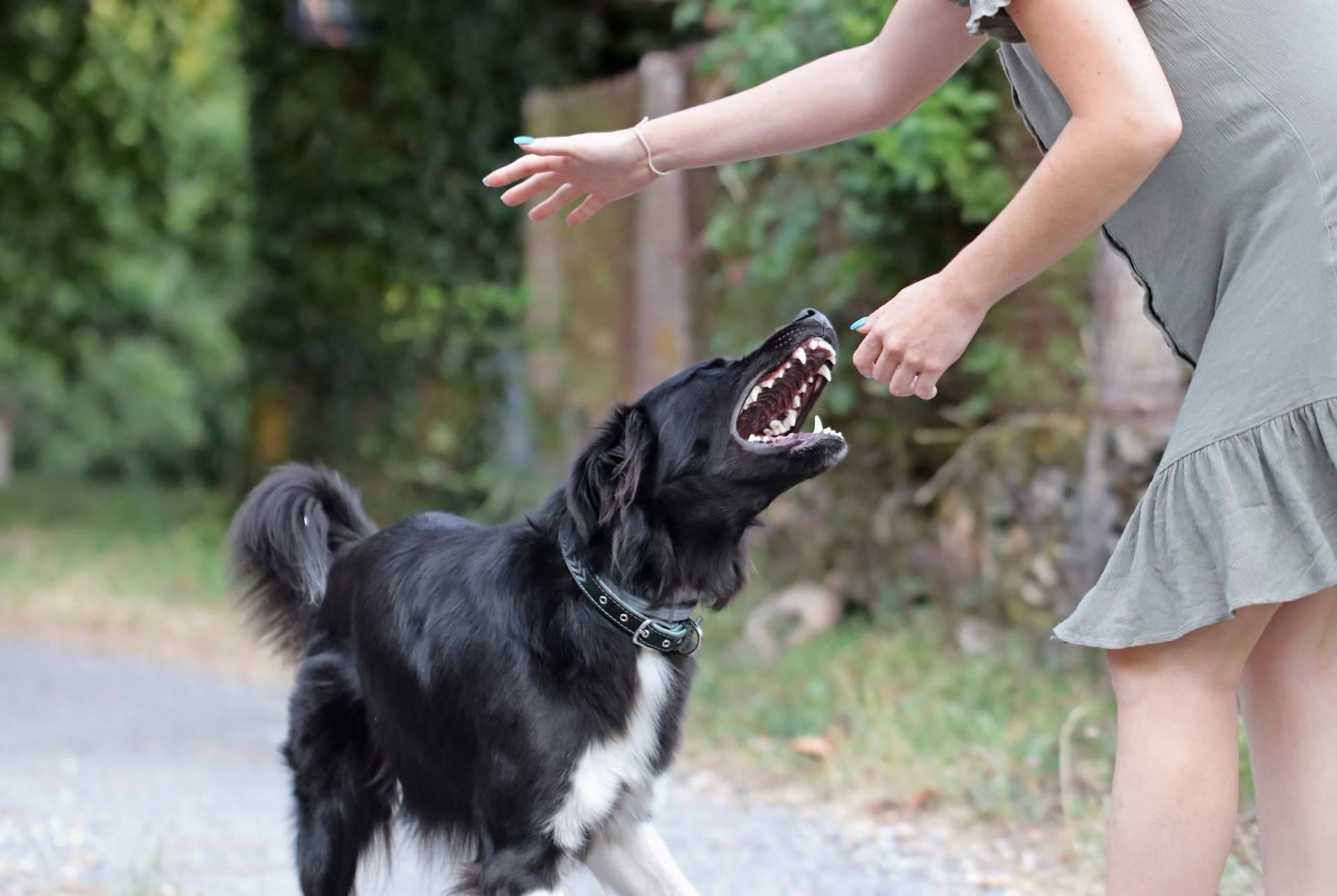 Obtener la licencia de tenencia de animales peligrosos, con el reconocimiento médico/psicotécnico que realiza Centro Médico Bravo