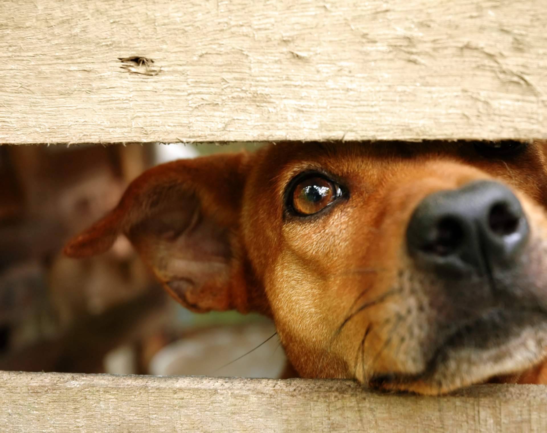 Contratar a abogados animalistas especializados en el maltrato animal, con Aboganimal