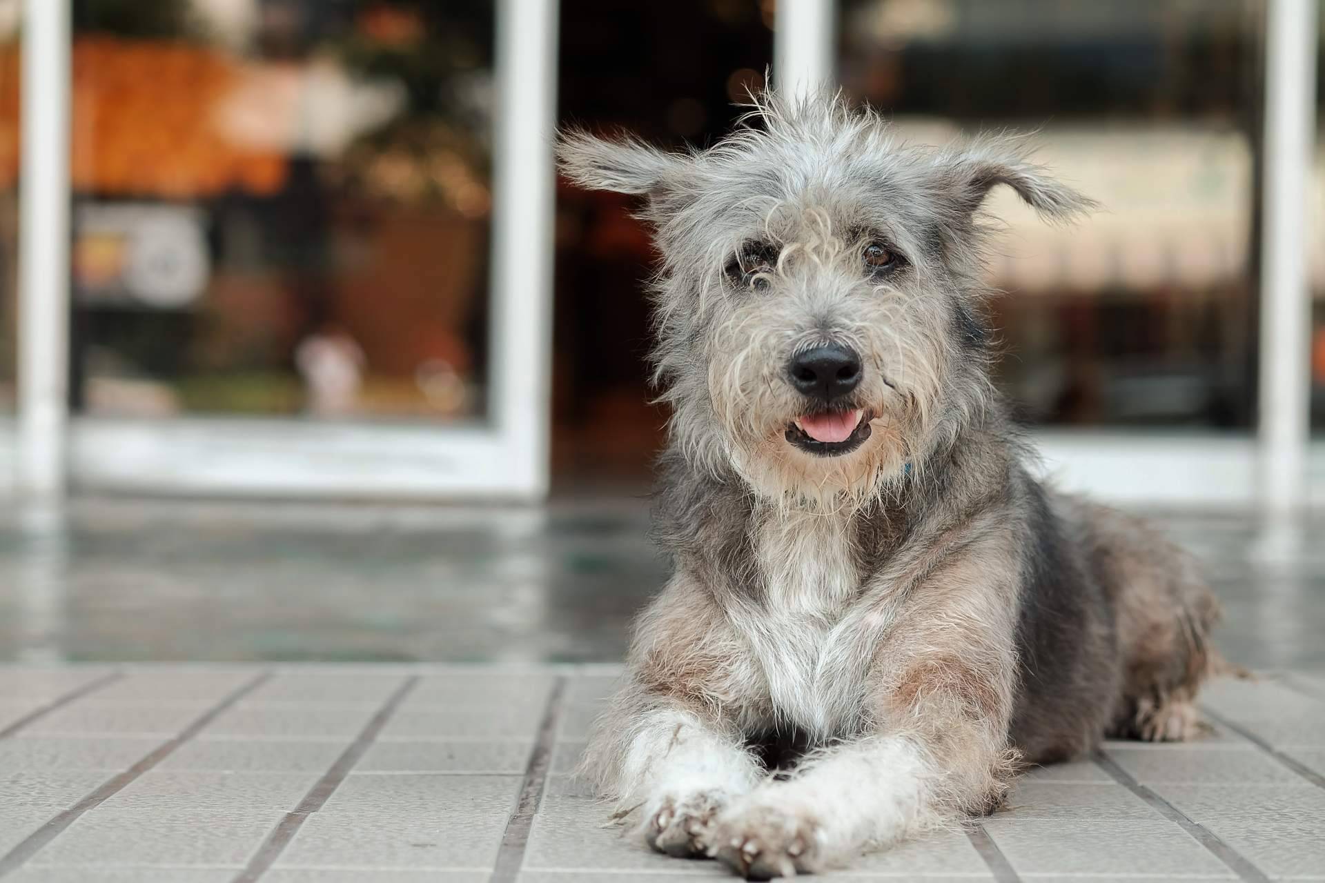 ADOPTA y su pienso hipoalergénico de salmón proporcionan una alimentación saludable y nutritiva para perros con sensibilidad alimentaria