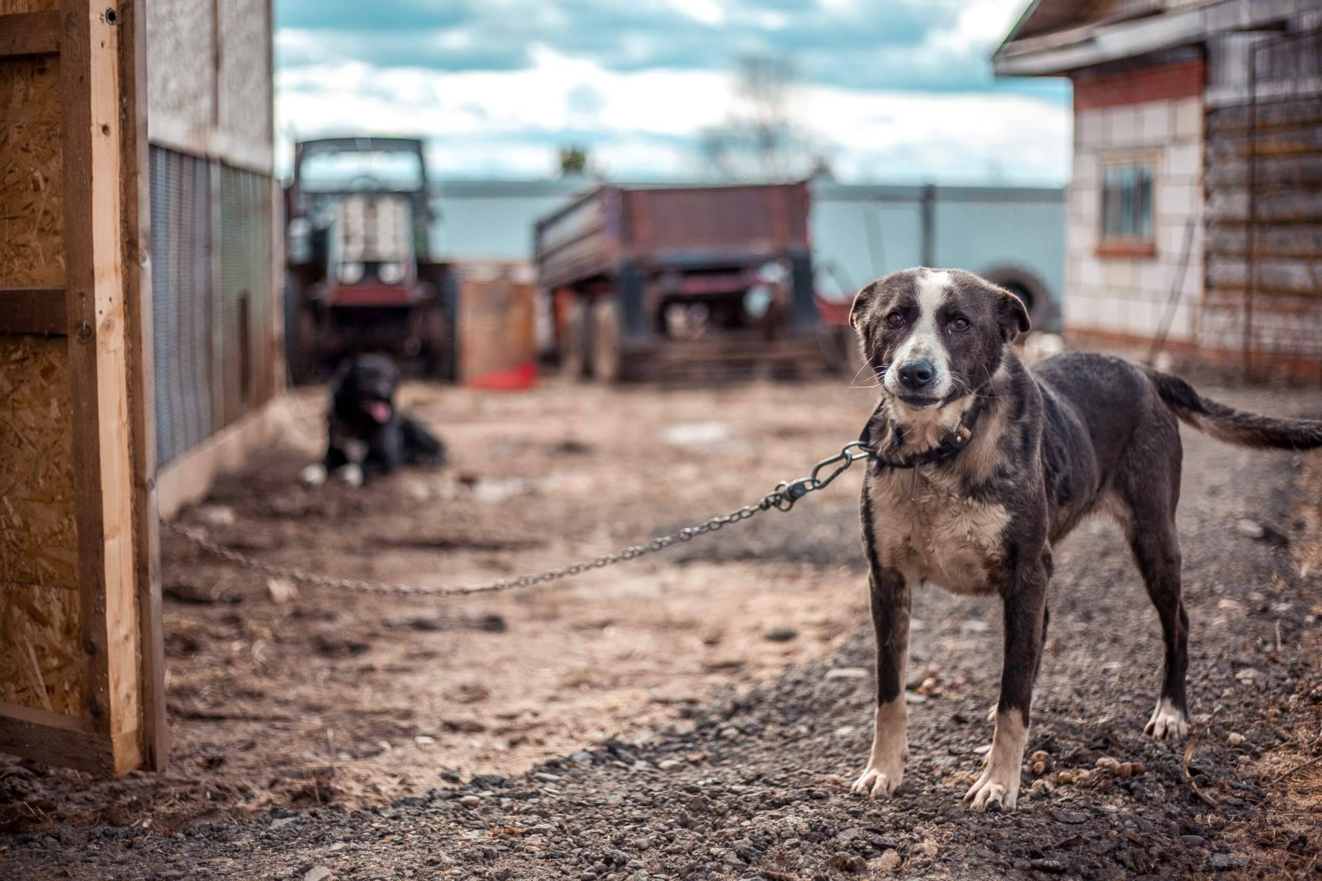 ¿Cómo denunciar el maltrato animal?