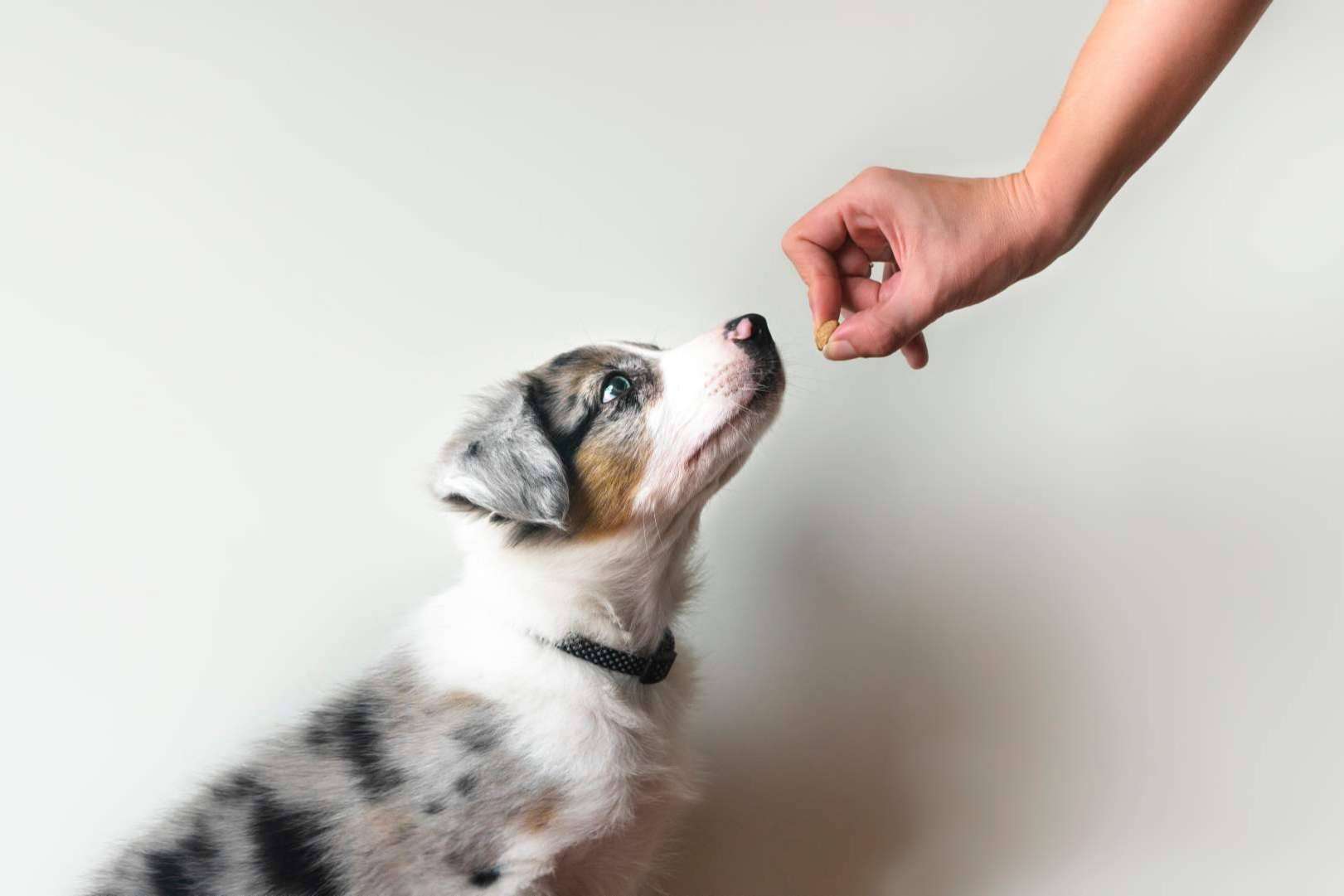 Armonizar la relación con el perro de la familia