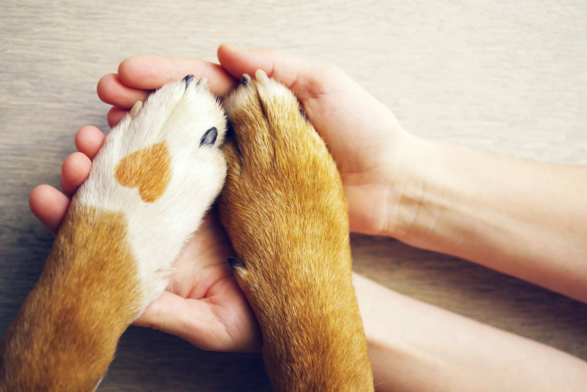ClickGuau, la aplicación de los vídeos virales de mascotas