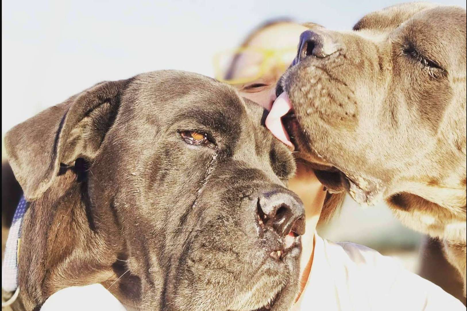 PERROBUENO, una guardería canina donde lo que más importa es la felicidad de los perros