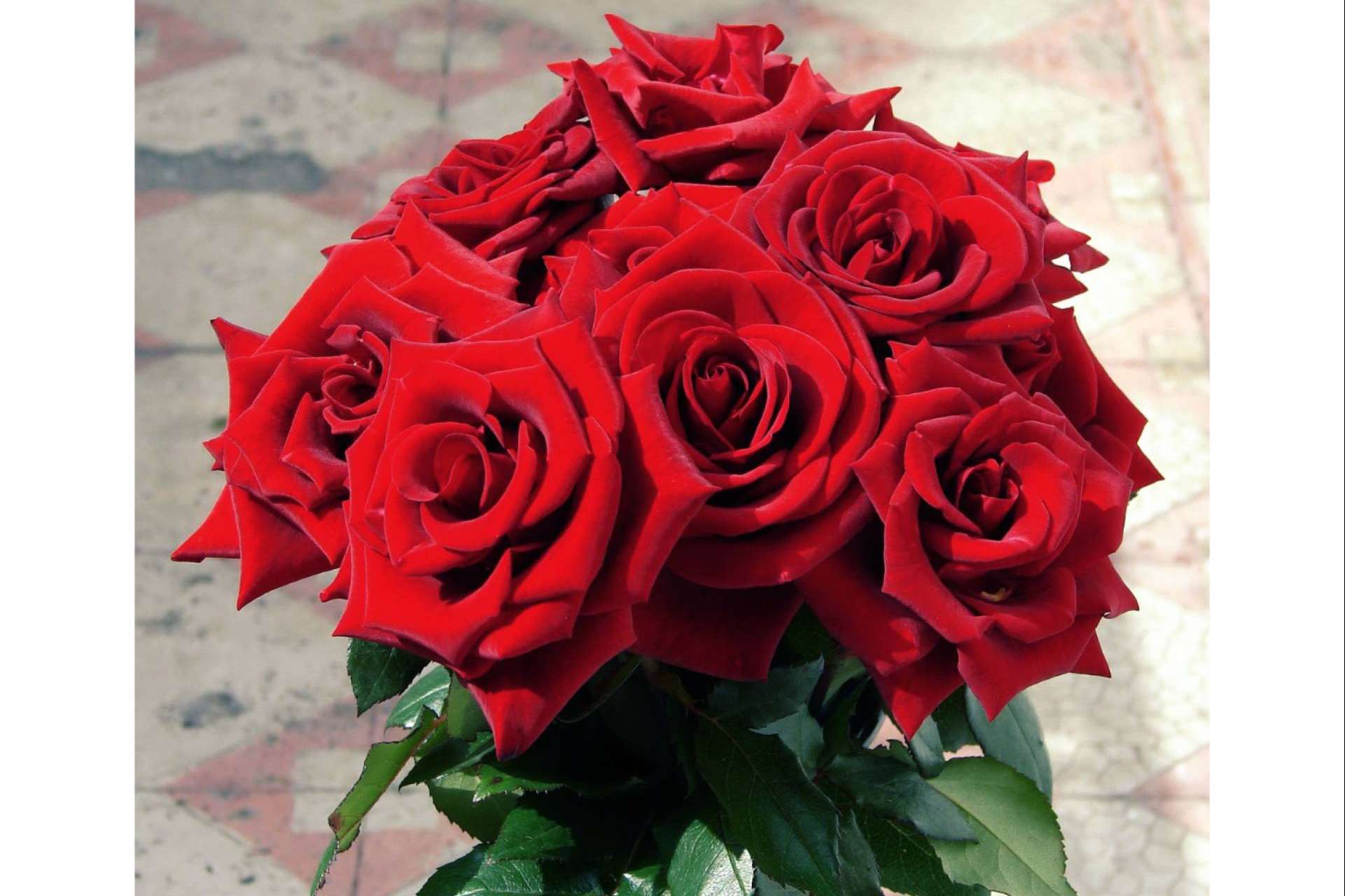 Obsequiar un ramo de rosas rojas ecoamigable, con Roses To Love