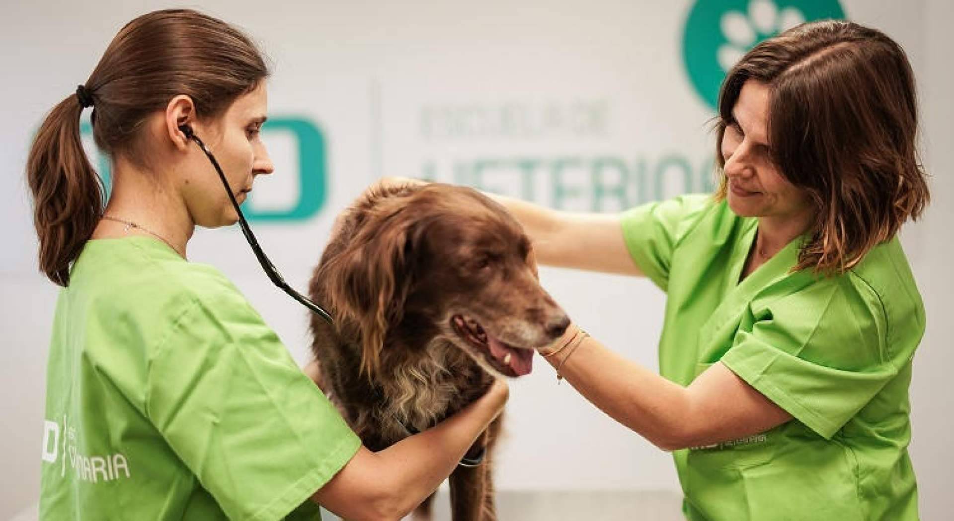 MasterD ofrece 6 de los mejores cursos de veterinaria para encontrar empleo en el sector