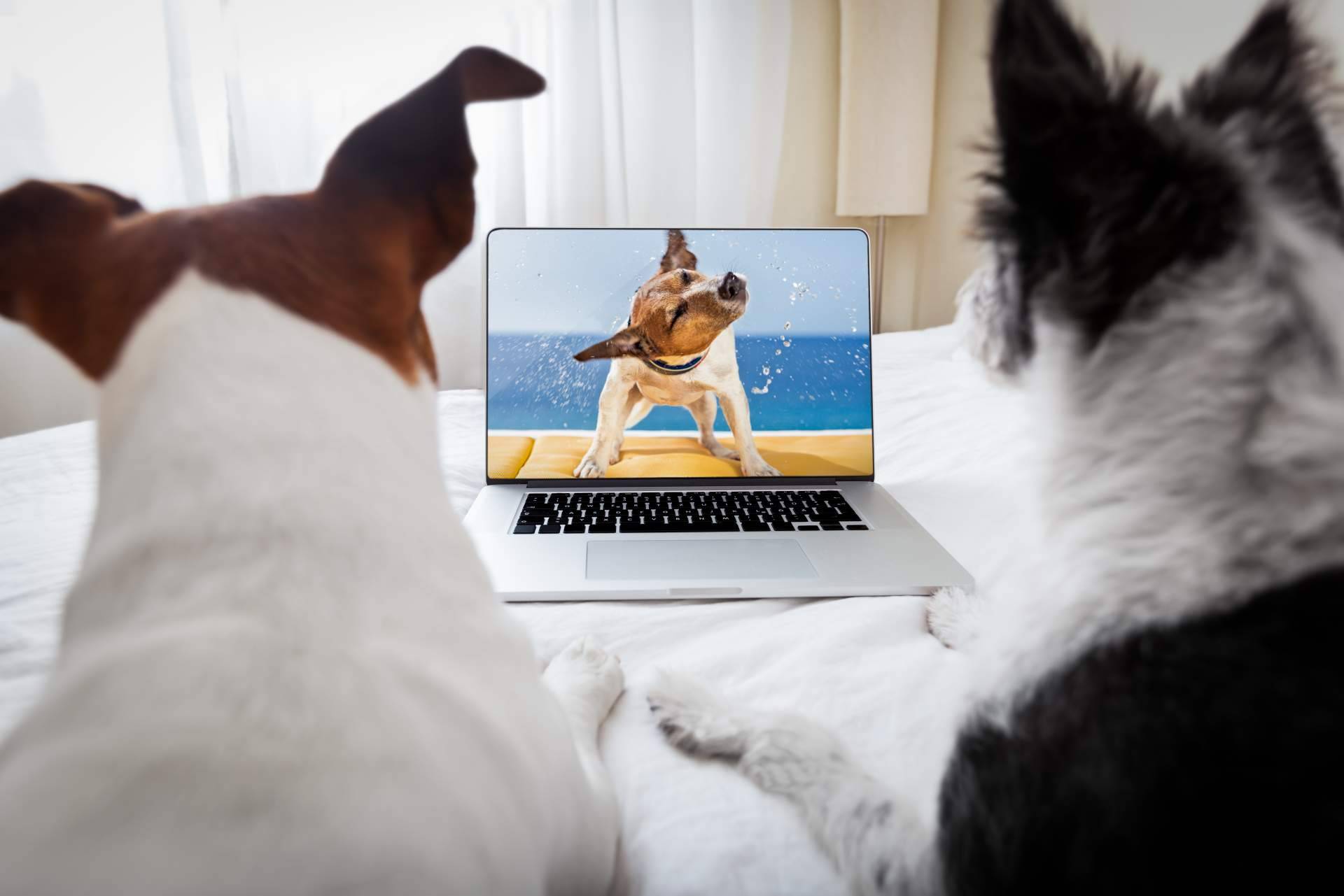 ClickGuau, una aplicación con contenido de mascotas segura, divertida y entretenida