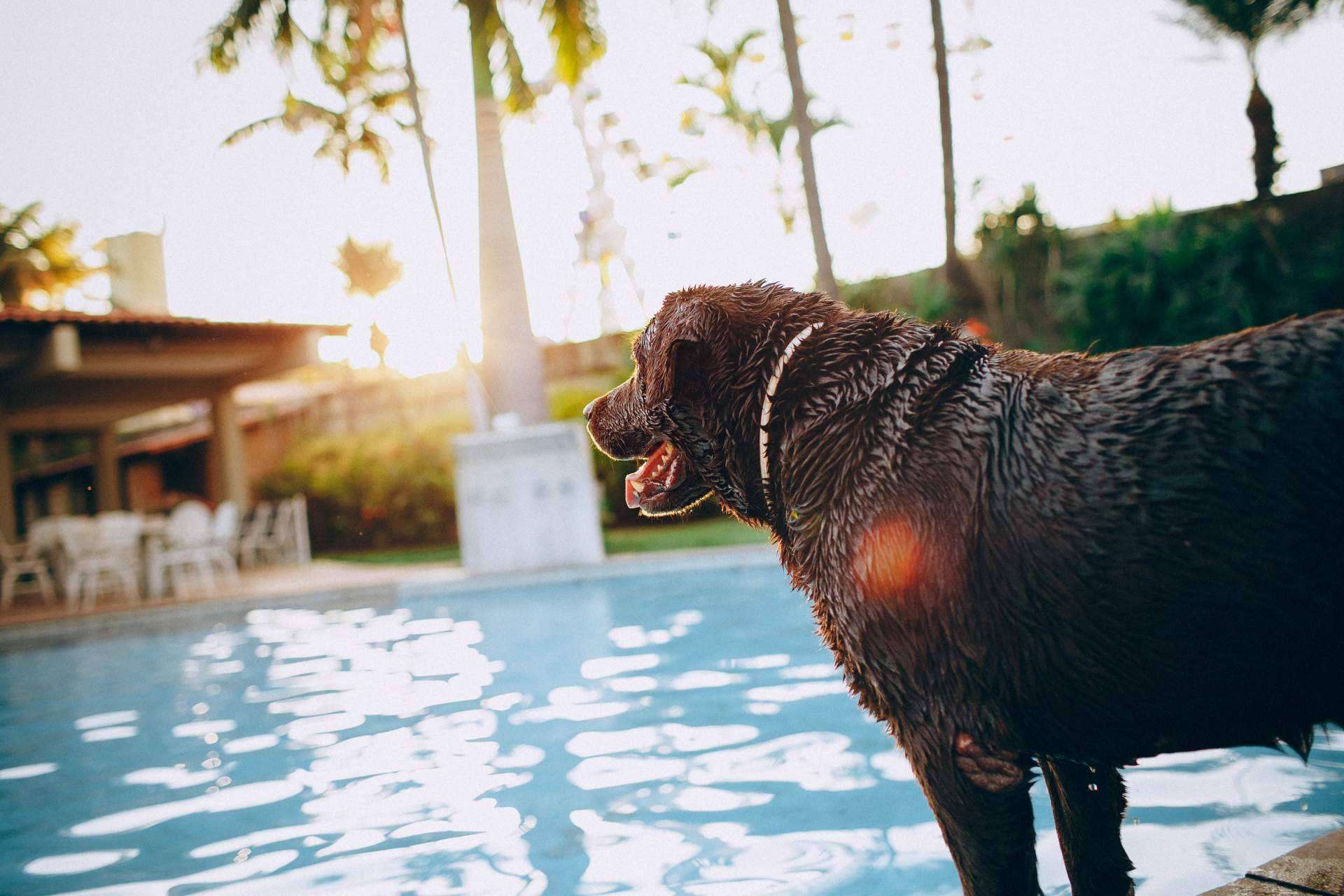 ADOPTA, un buscador pet friendly. Cómo encontrar lugares para disfrutar con un perro