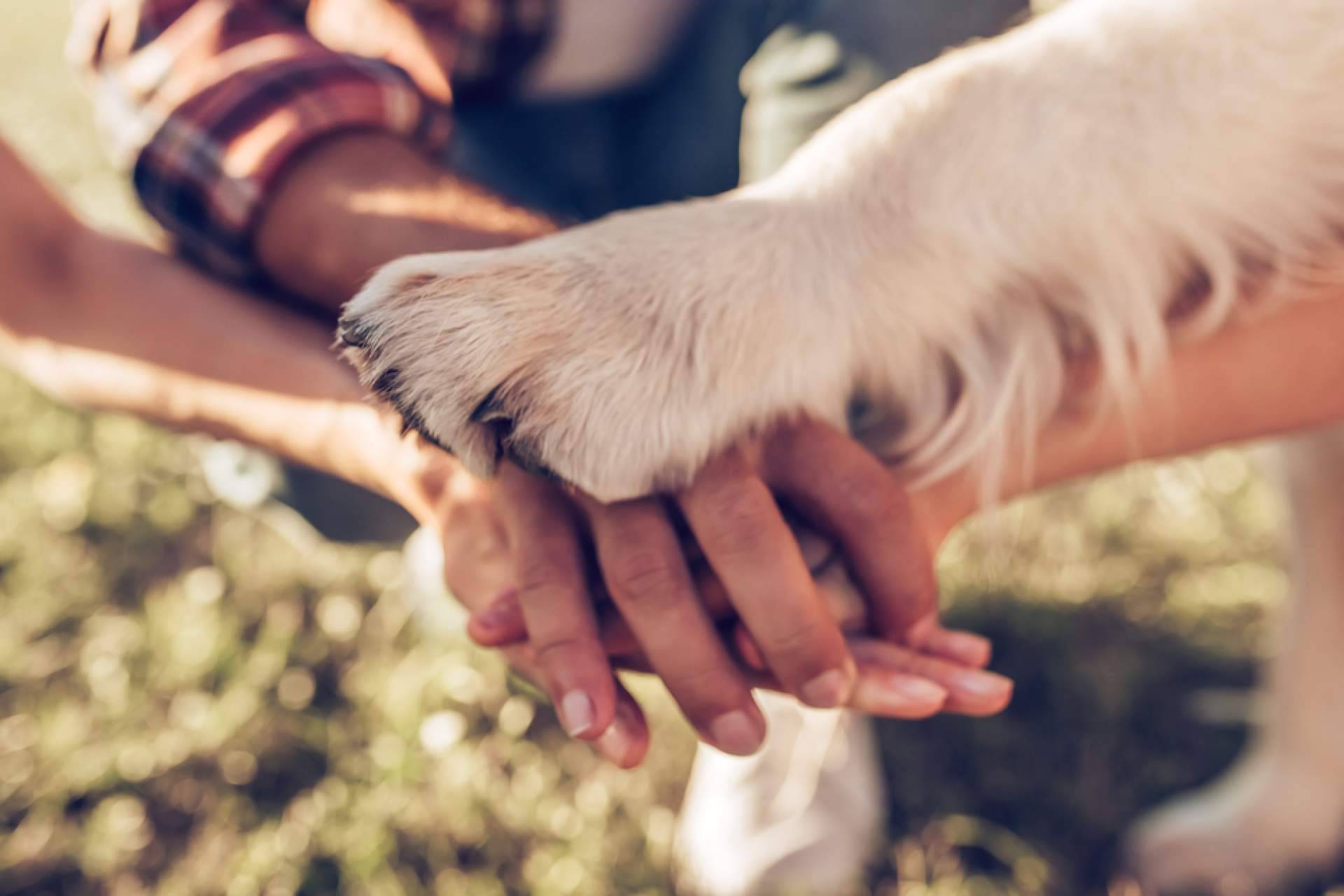El estrés de las personas puede contagiarse a sus mascotas