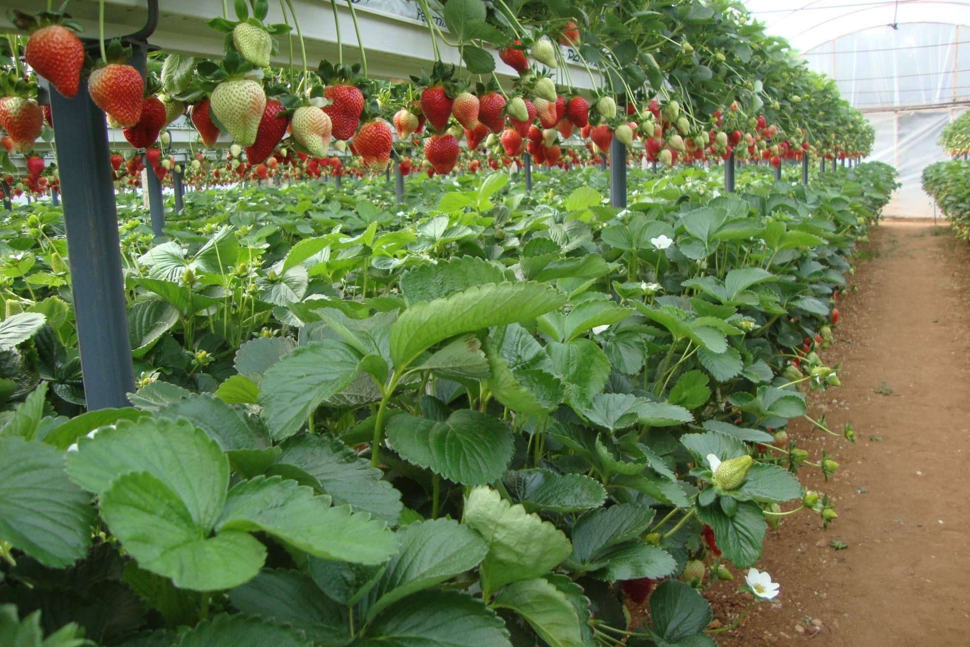 Soluciones para optimizar la producción agrícola con sustratos de coco Pelemix