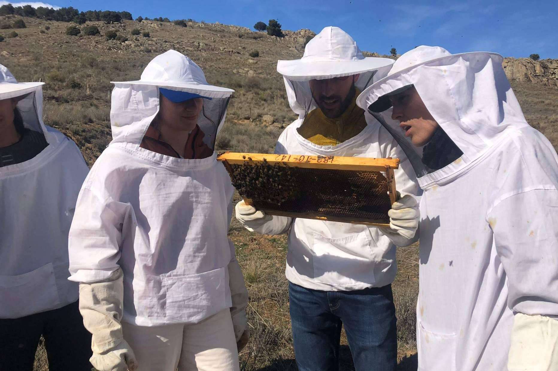 Los beneficios de la apiterapia con apitoxina, con Cursos Apicultura