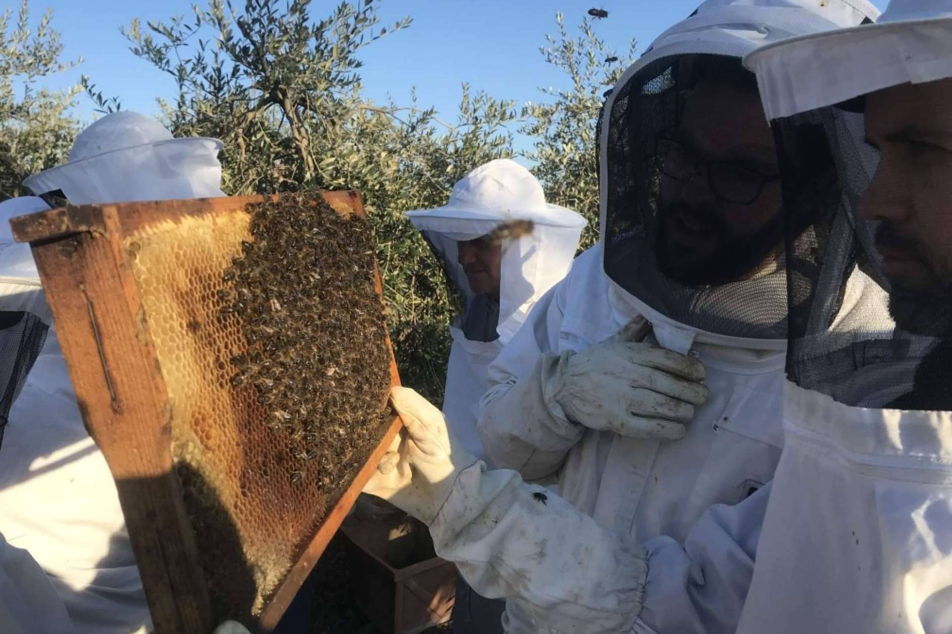 ¿Qué es exactamente la polinización de las abejas?, con Cursos Apicultura