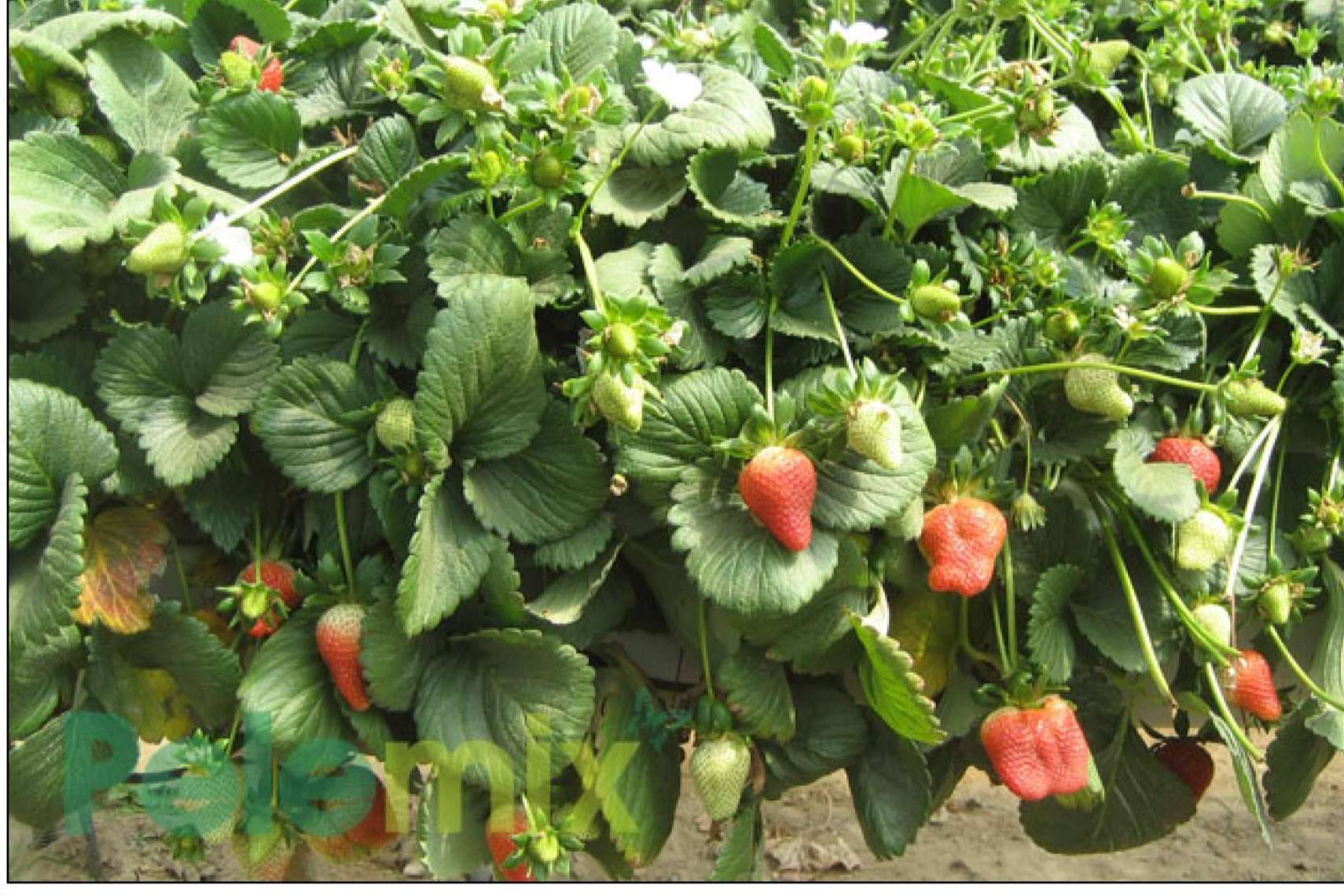 Mejorar la calidad y la uniformidad de las cosechas de frutos rojos