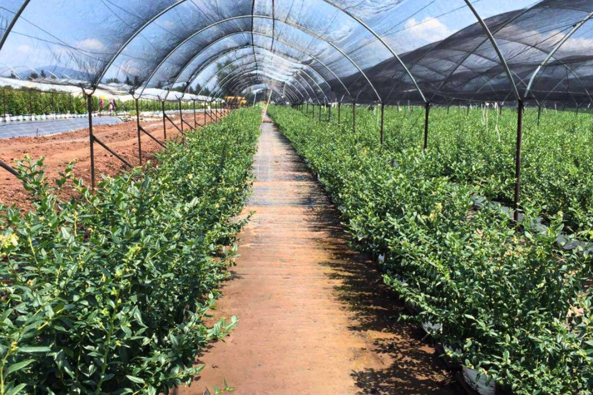 ¿Cuáles son los 5 criterios más importantes para planificar un invernadero con bolsas de cultivo?