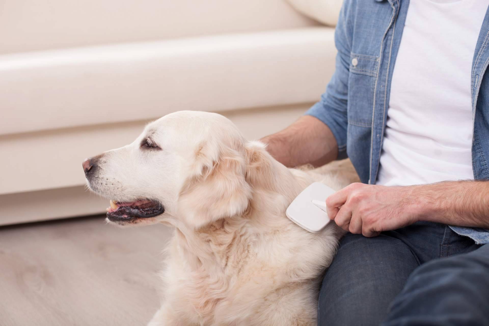 4 Huellas lanza el Pinkbrush Cardador Profesional, el cepillo ideal para cuidar de las mascotas