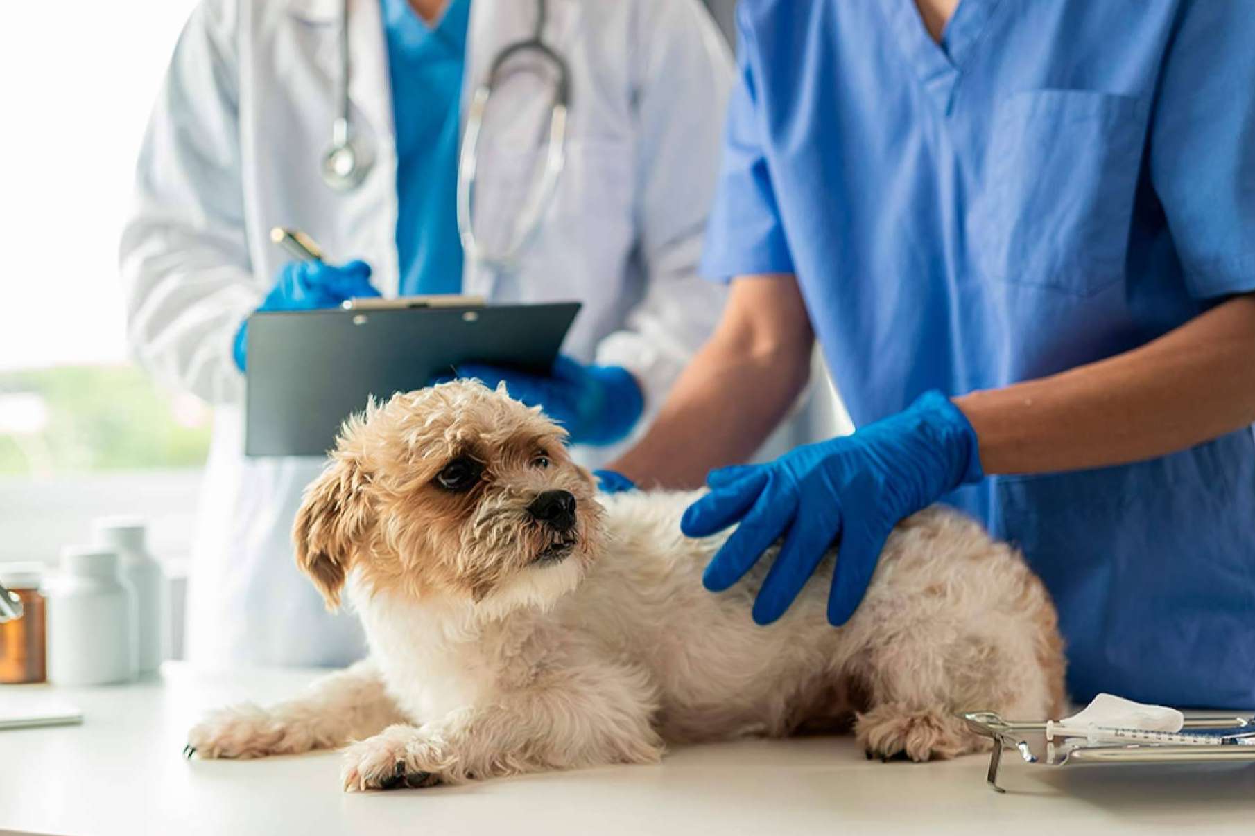 La Ley de Bienestar Animal impulsa la contratación de seguros para perros