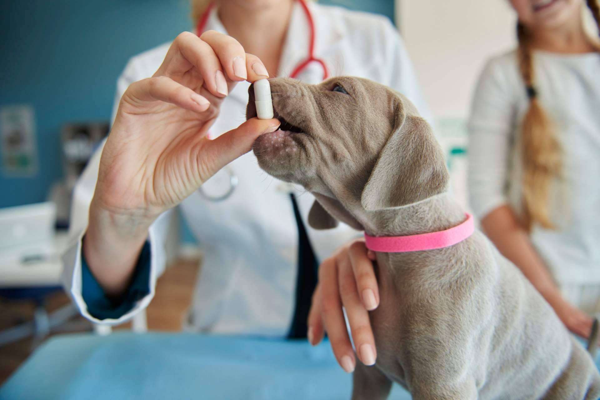 La clínica veterinaria de confianza en Granada, Clínica Veterinaria Olivares