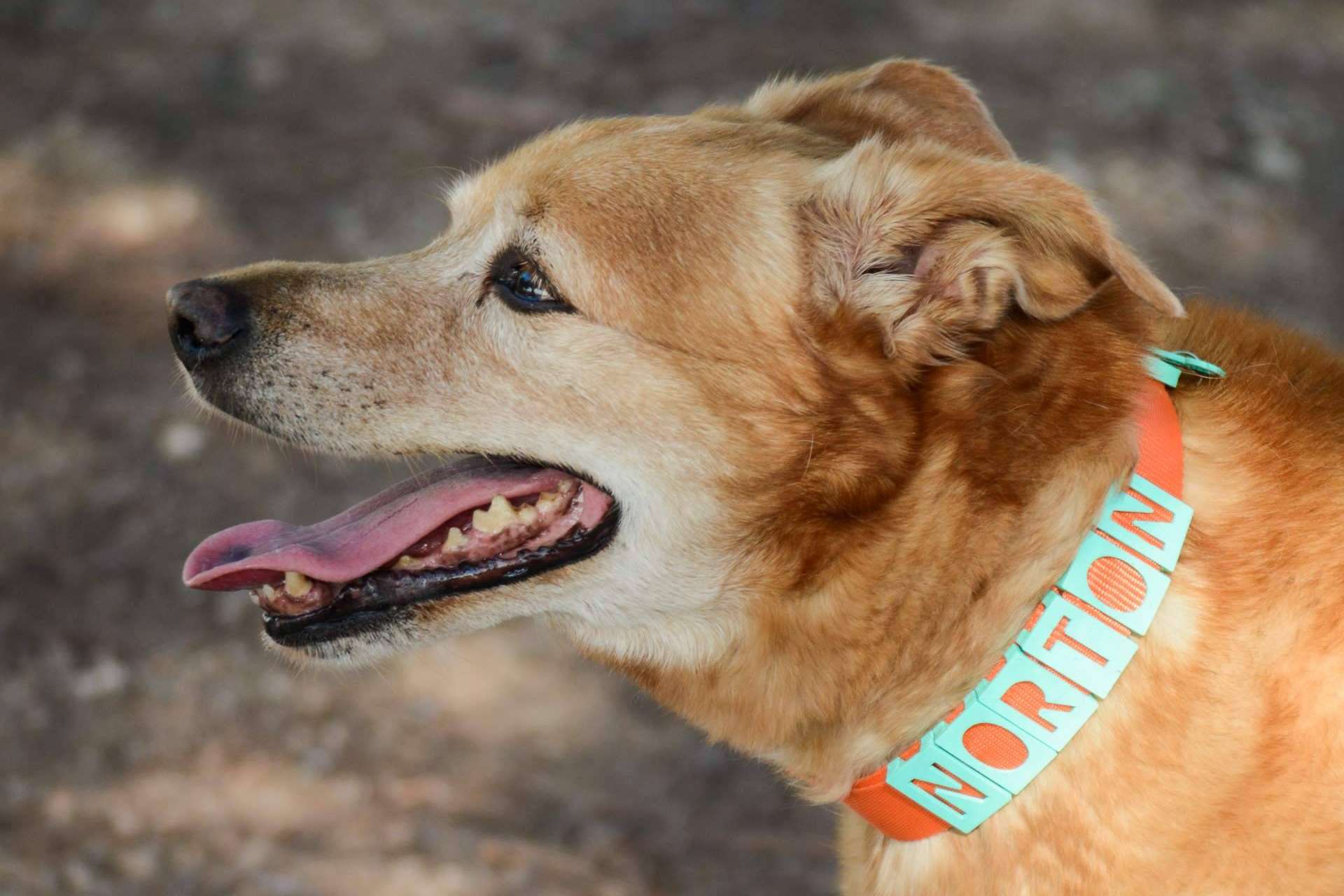 Los collares y chapas personalizadas de Seron permiten proteger a la mascota