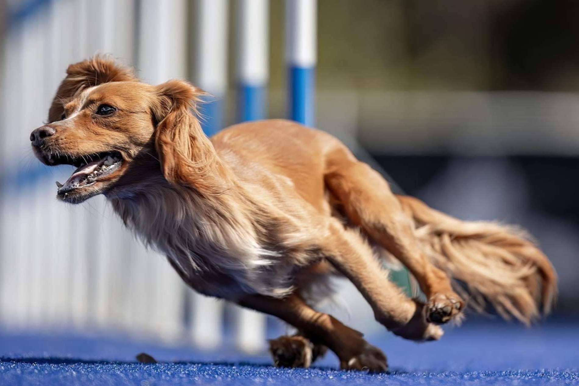 Crear un vínculo con perros de razas fuertes en el campus en Barcelona L'Almozara Can Bosc