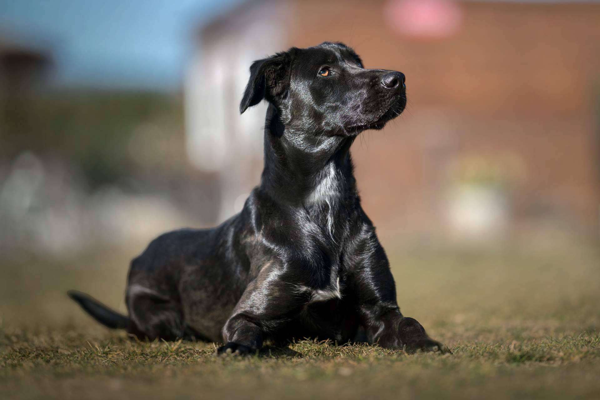Lujoso hotel residencia canina con piscina en Madrid