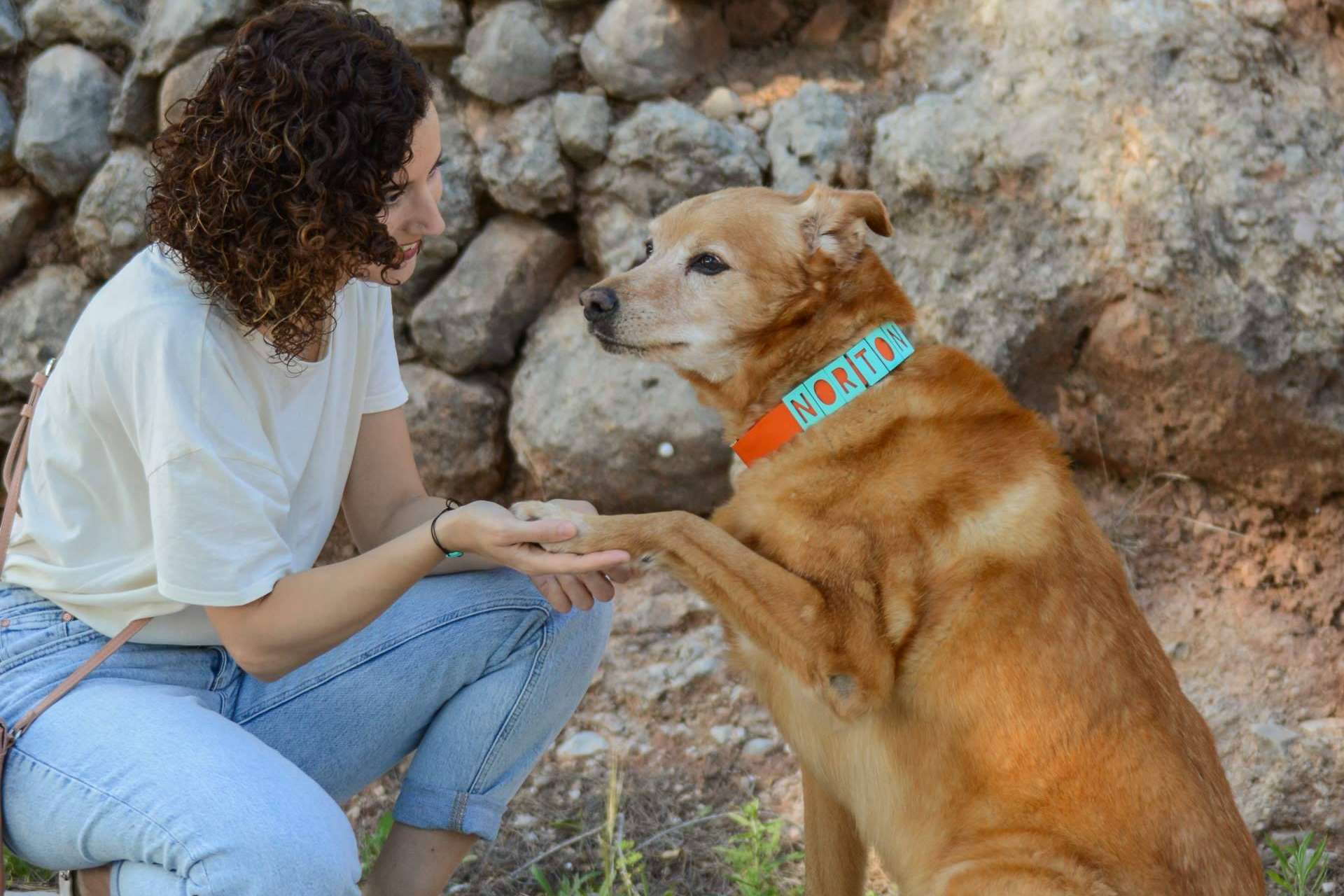 Seron Estilo ofrece collares perros personalizados