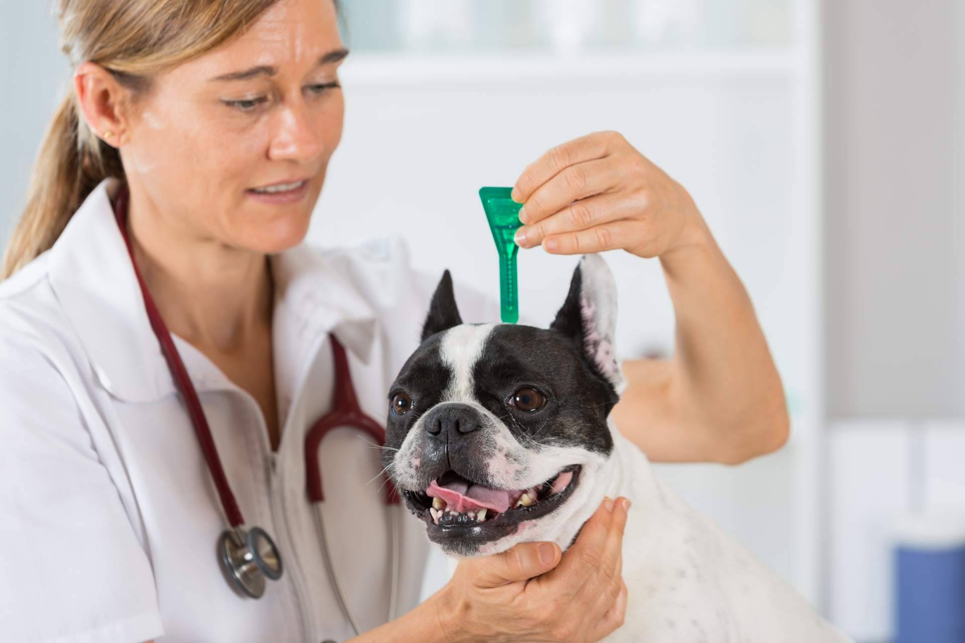 Centro Veterinario El Nido, el centro veterinario en Parla que prioriza el bienestar de las mascotas