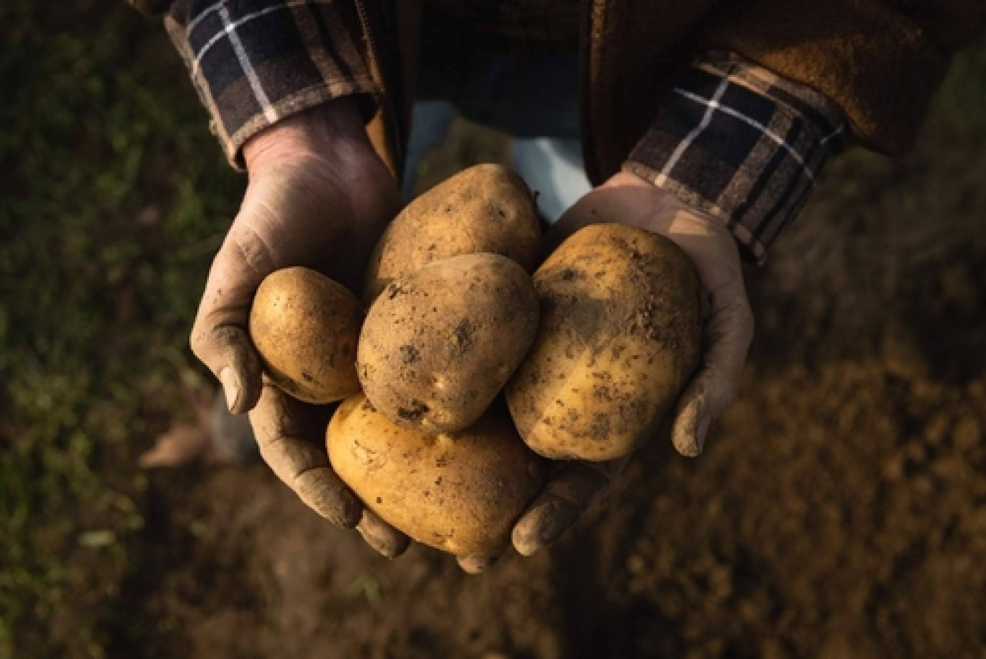 Patatas Yago presenta sus deliciosas patatas gallegas en el Forum Gastronomic