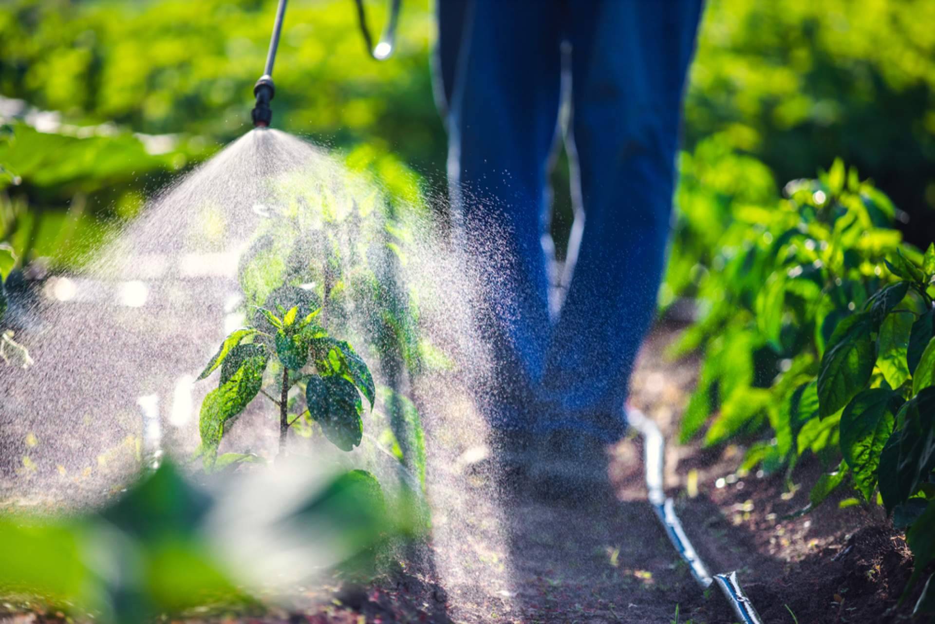 Pelemix, recomendaciones para cultivar vegetales utilizando bolsas de fibra de coco